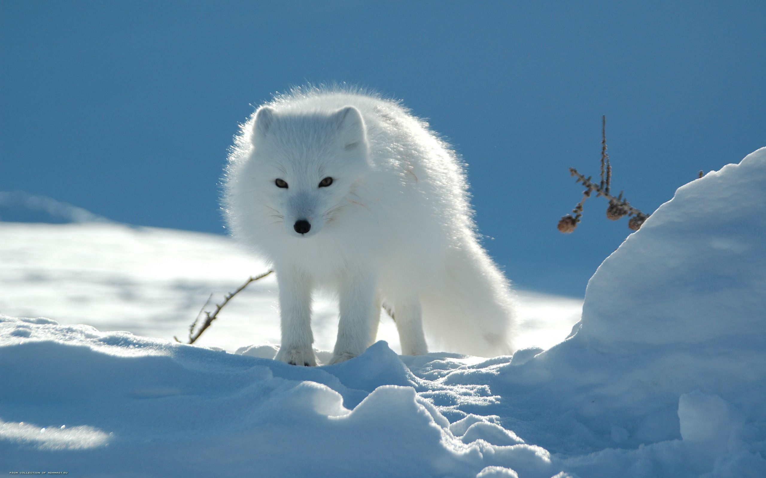 light coloured, animals, snow, light, arctic fox, traces, passage