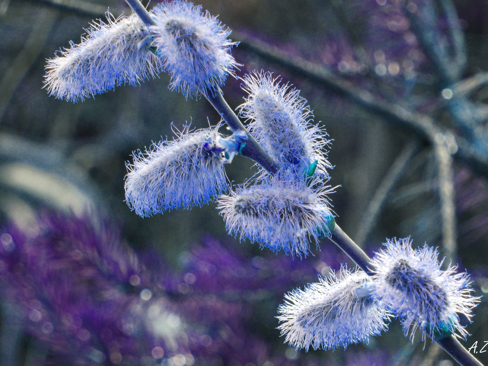 Laden Sie das Blumen, Blüte, Erde/natur-Bild kostenlos auf Ihren PC-Desktop herunter