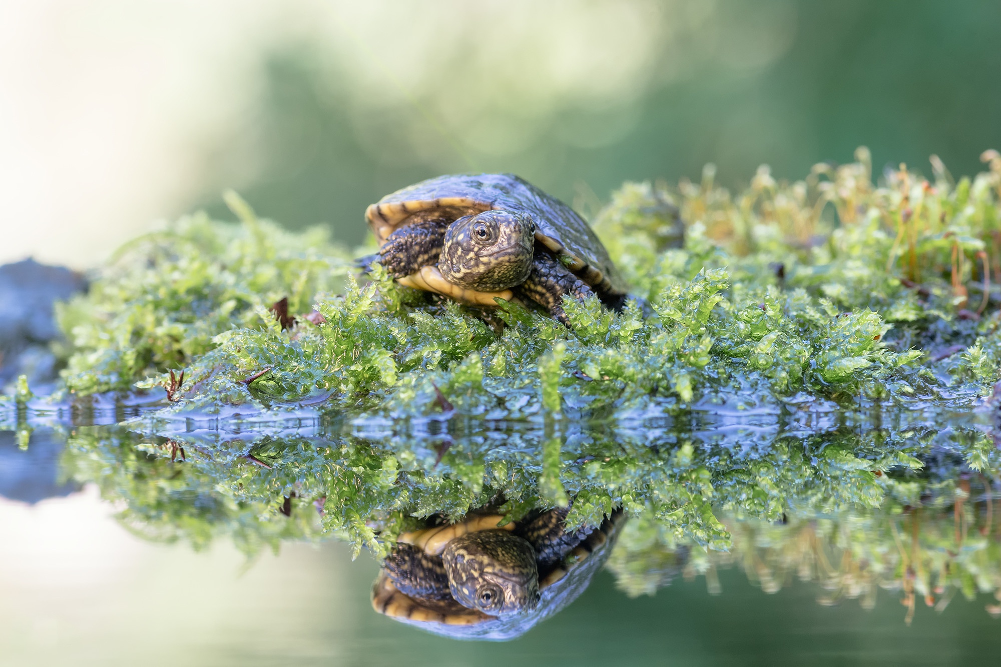Download mobile wallpaper Turtles, Reflection, Animal, Moss, Turtle for free.