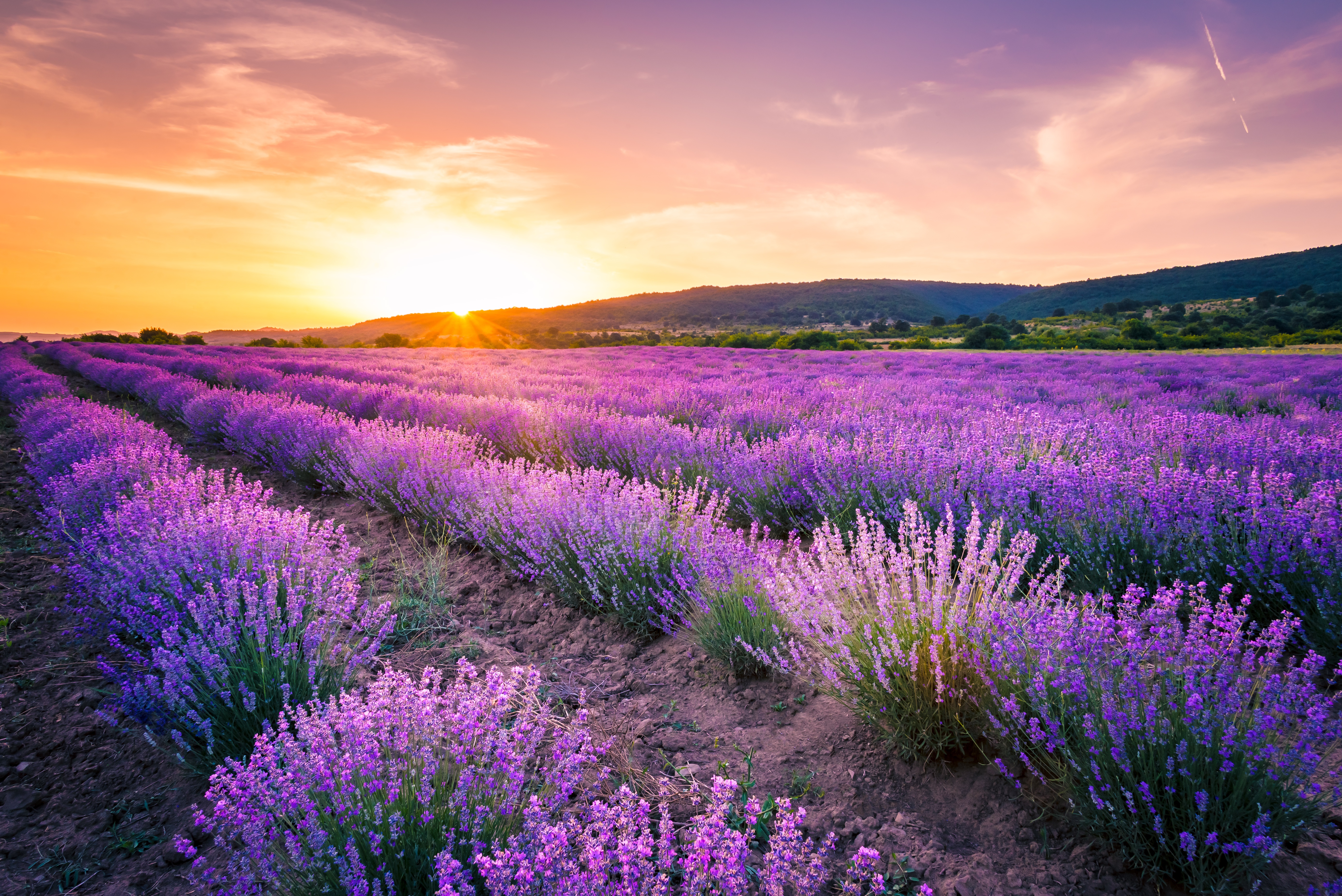 Free download wallpaper Flowers, Sunset, Sky, Summer, Flower, Earth, Field, Lavender on your PC desktop