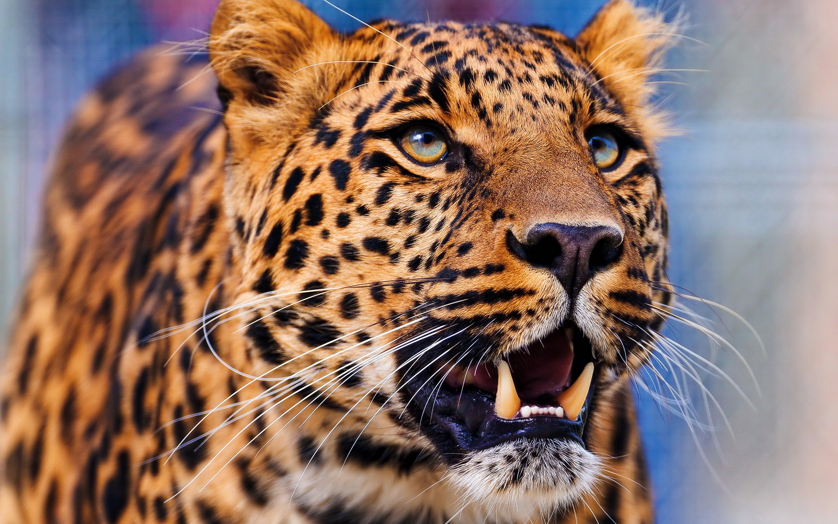 Завантажити шпалери безкоштовно Леопард, Тварина, Коти картинка на робочий стіл ПК