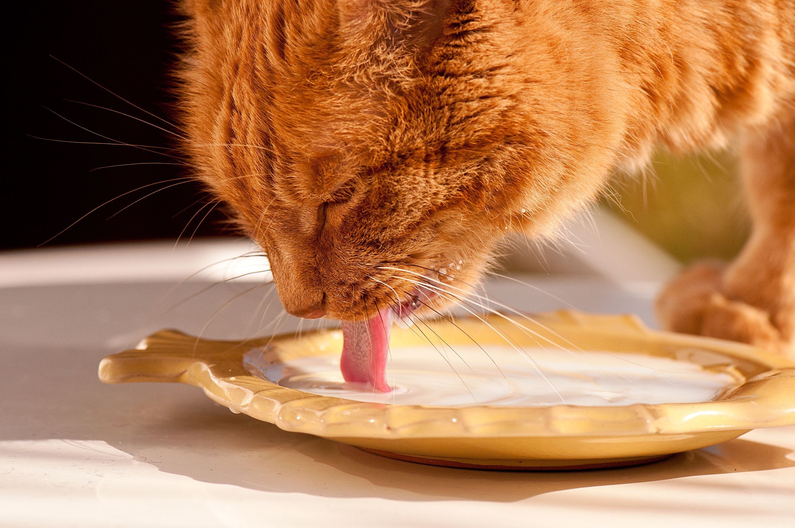 Baixe gratuitamente a imagem Animais, Gatos, Gato na área de trabalho do seu PC