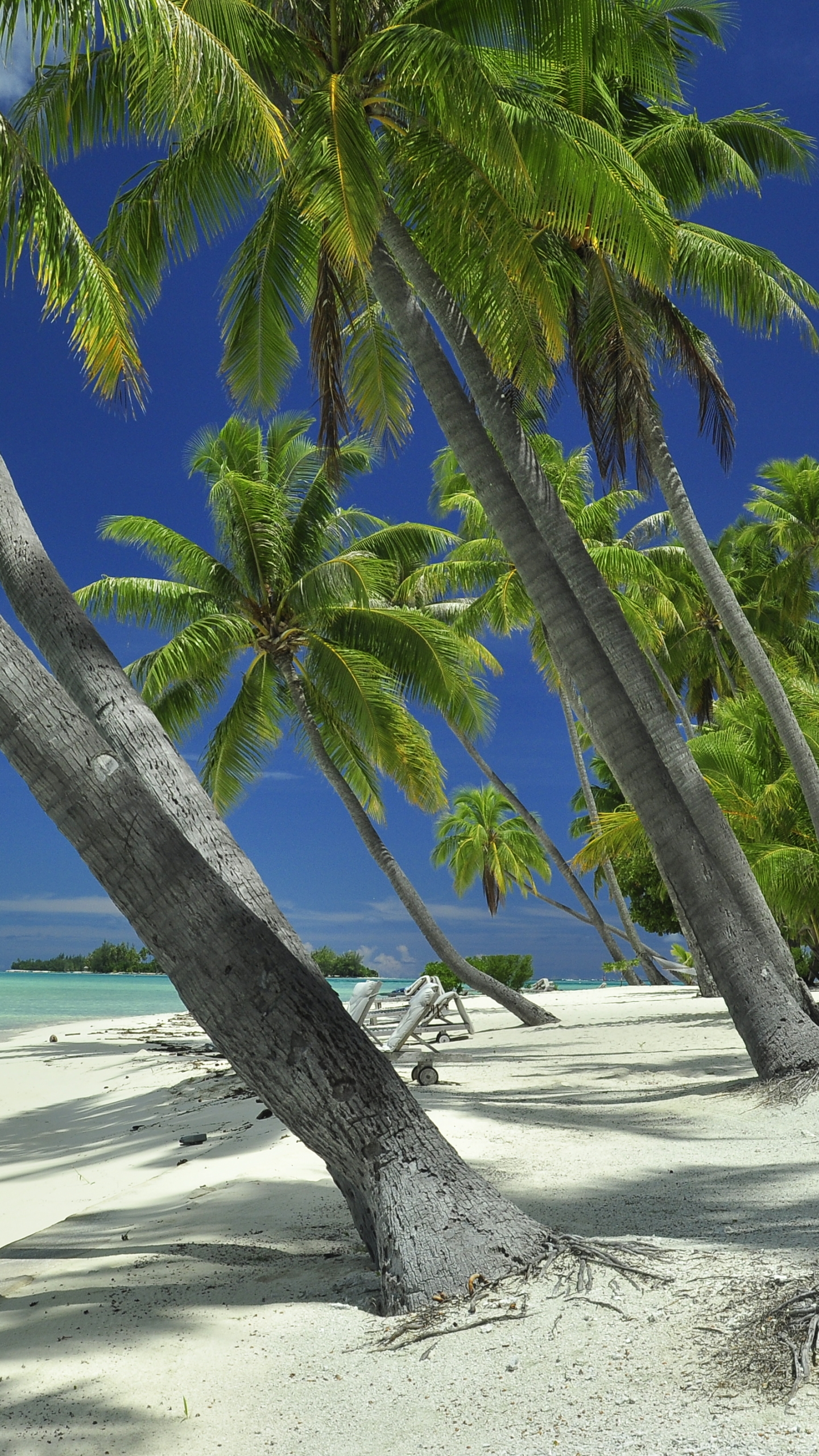 Handy-Wallpaper Strand, Palme, Französisch Polynesien, Erde/natur, Tahiti kostenlos herunterladen.