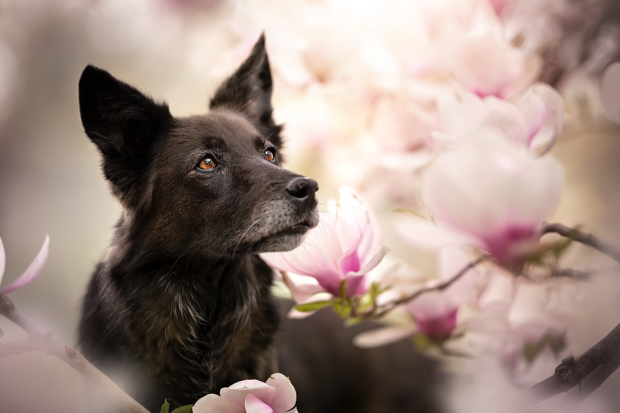 Download mobile wallpaper Dogs, Flower, Dog, Animal for free.