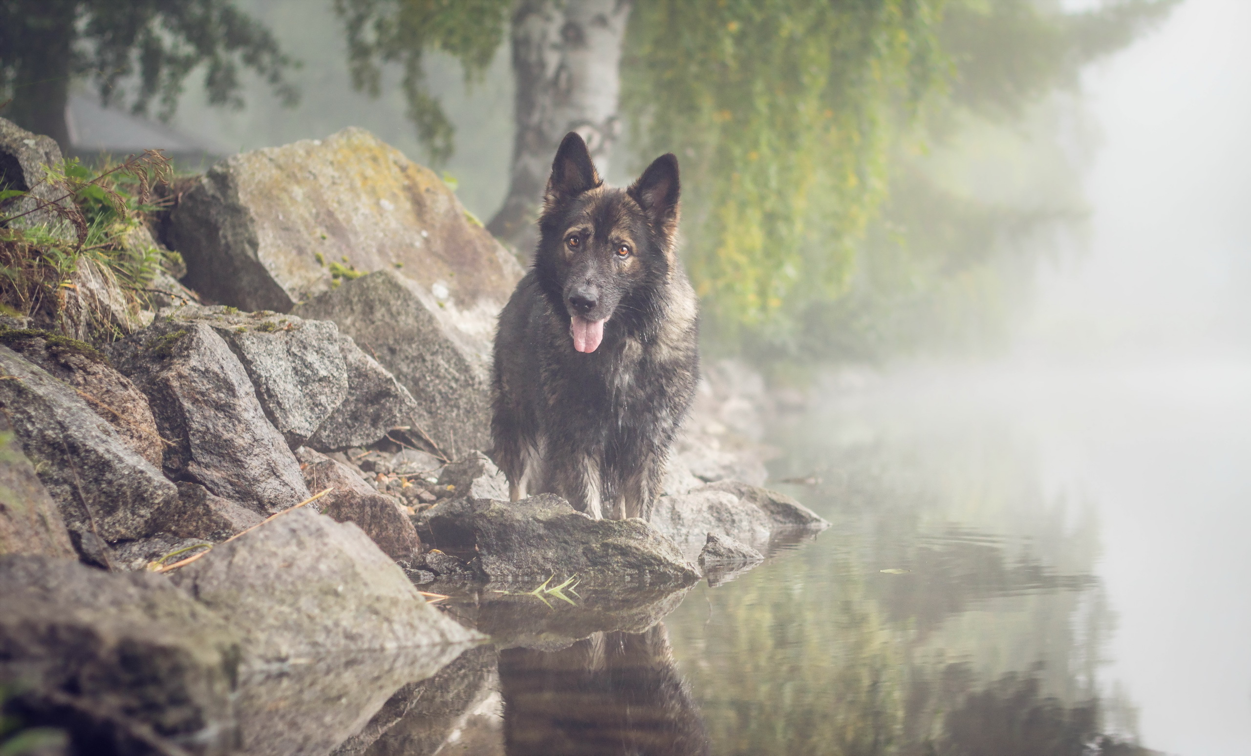 Download mobile wallpaper Dogs, Water, Dog, Fog, Animal, German Shepherd for free.