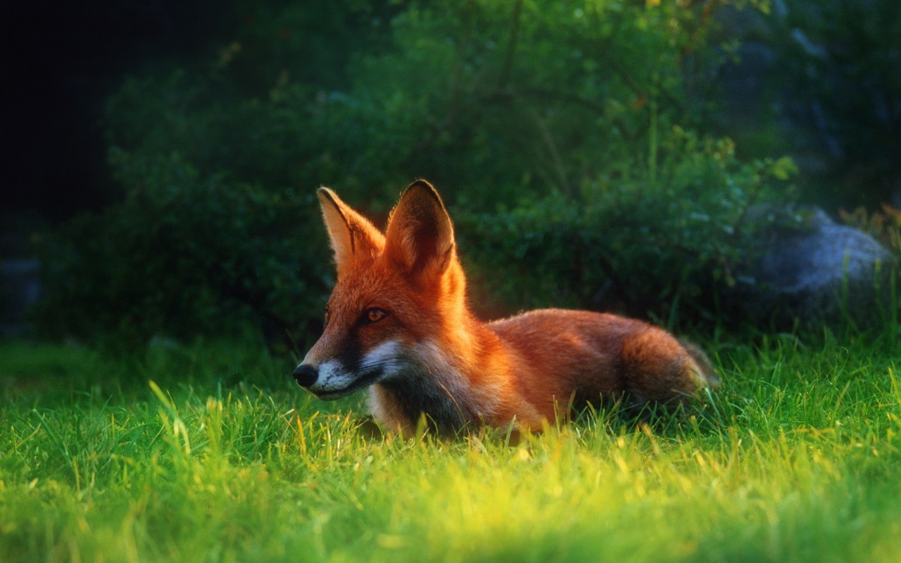 Download mobile wallpaper Fox, Animals for free.