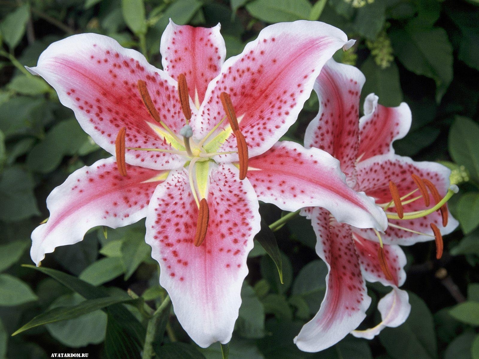 plants, flowers, lilies for android