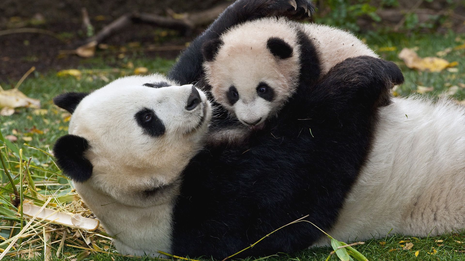 86079 скачать картинку играть, панда, детеныш, объятия, животные, трава, пара - обои и заставки бесплатно
