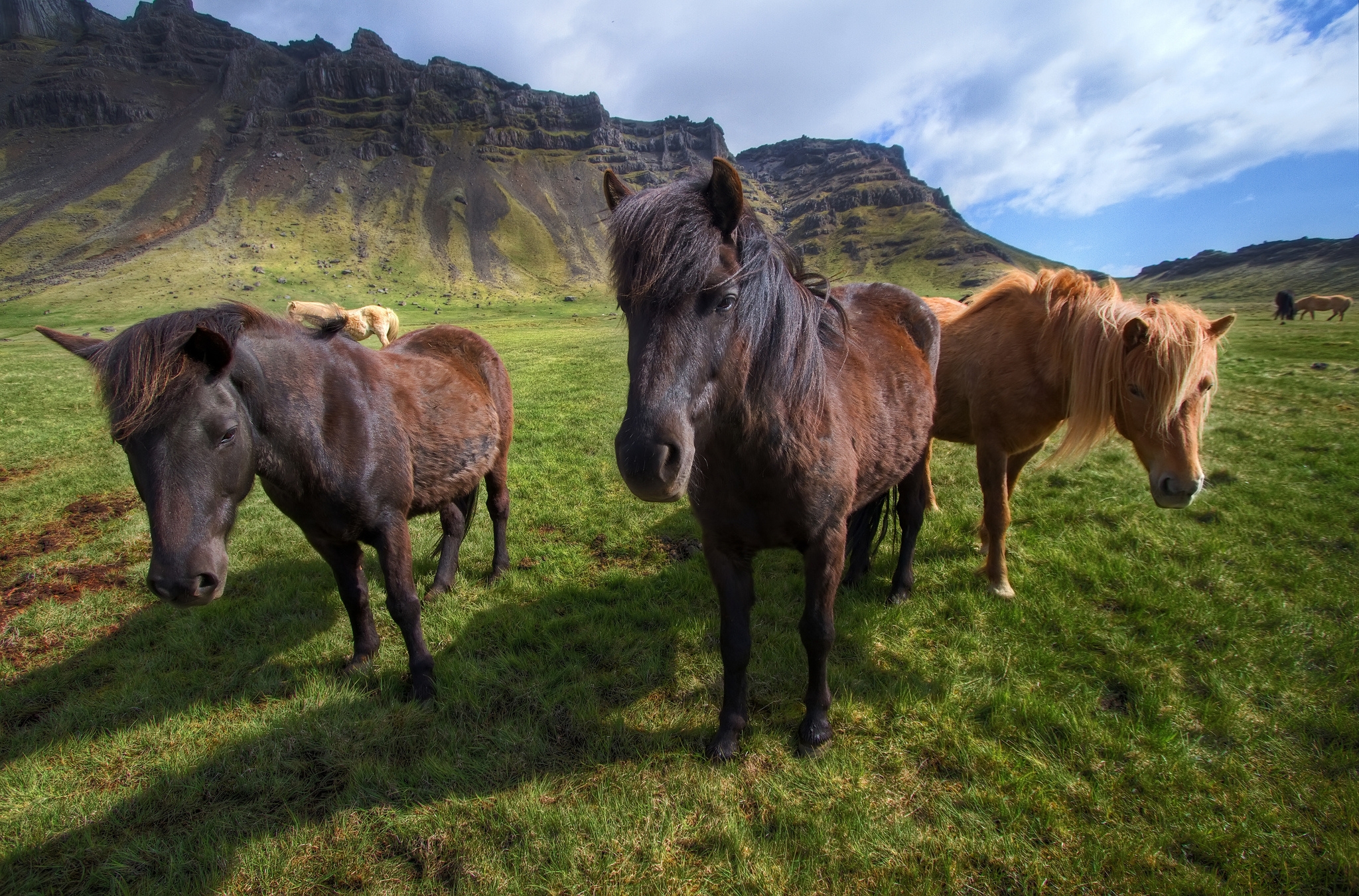 110908 скачать картинку животные, трава, лошади, стоять, пони - обои и заставки бесплатно