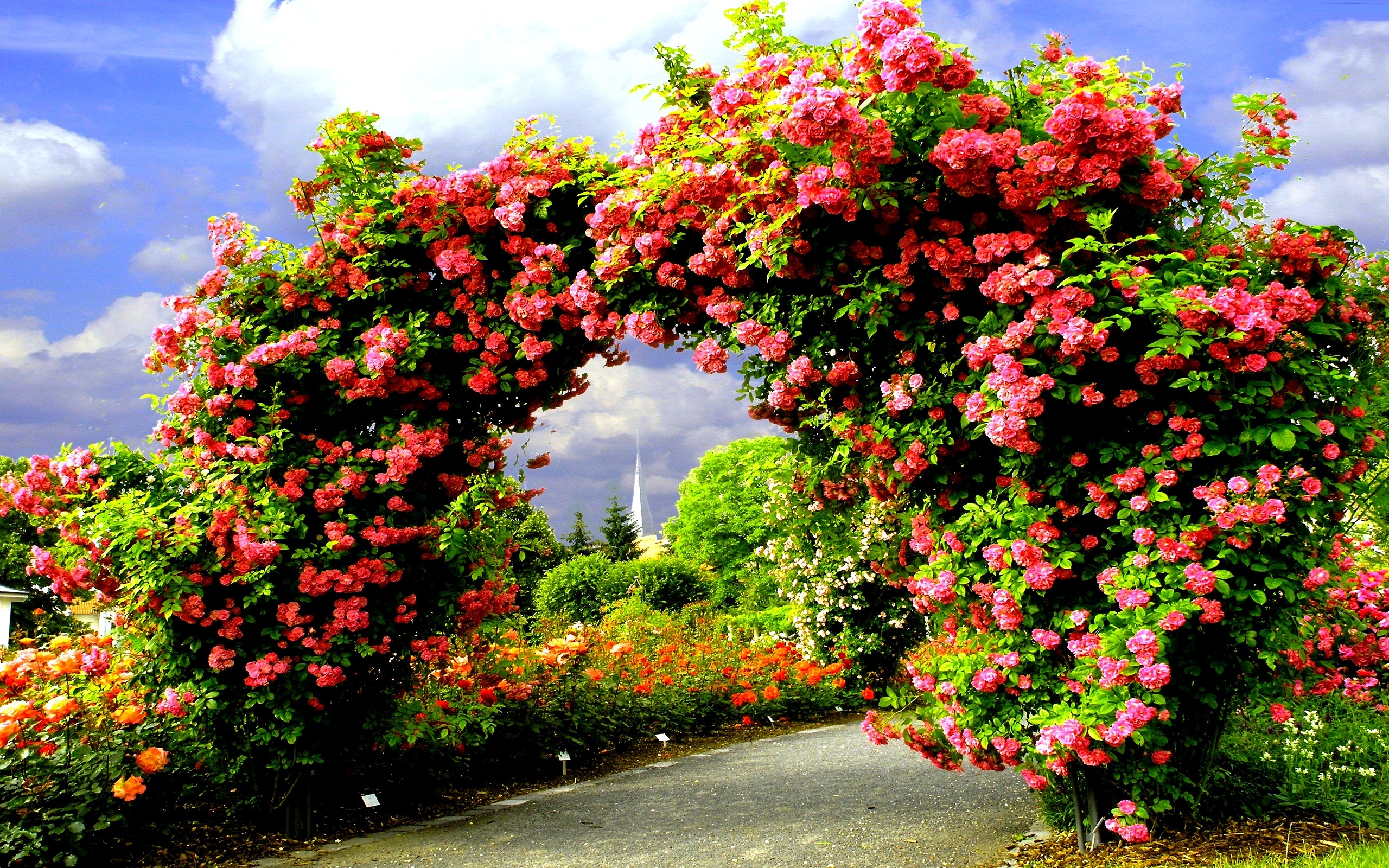 garden, arch, man made, flower, pink flower, rose