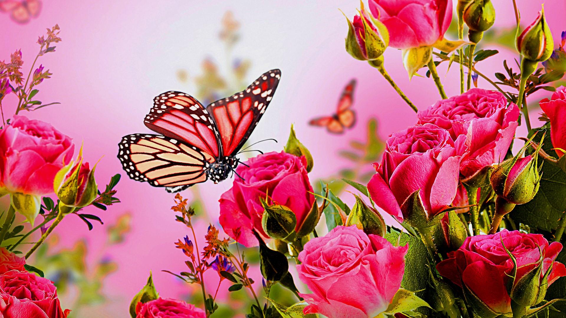 Free download wallpaper Rose, Butterfly, Animal, Pink Flower, Pink Rose on your PC desktop