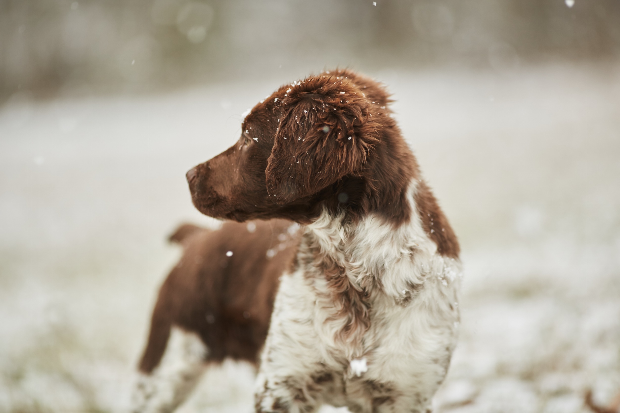 Download mobile wallpaper Animals, Dog, Smooth, Color, Blur for free.