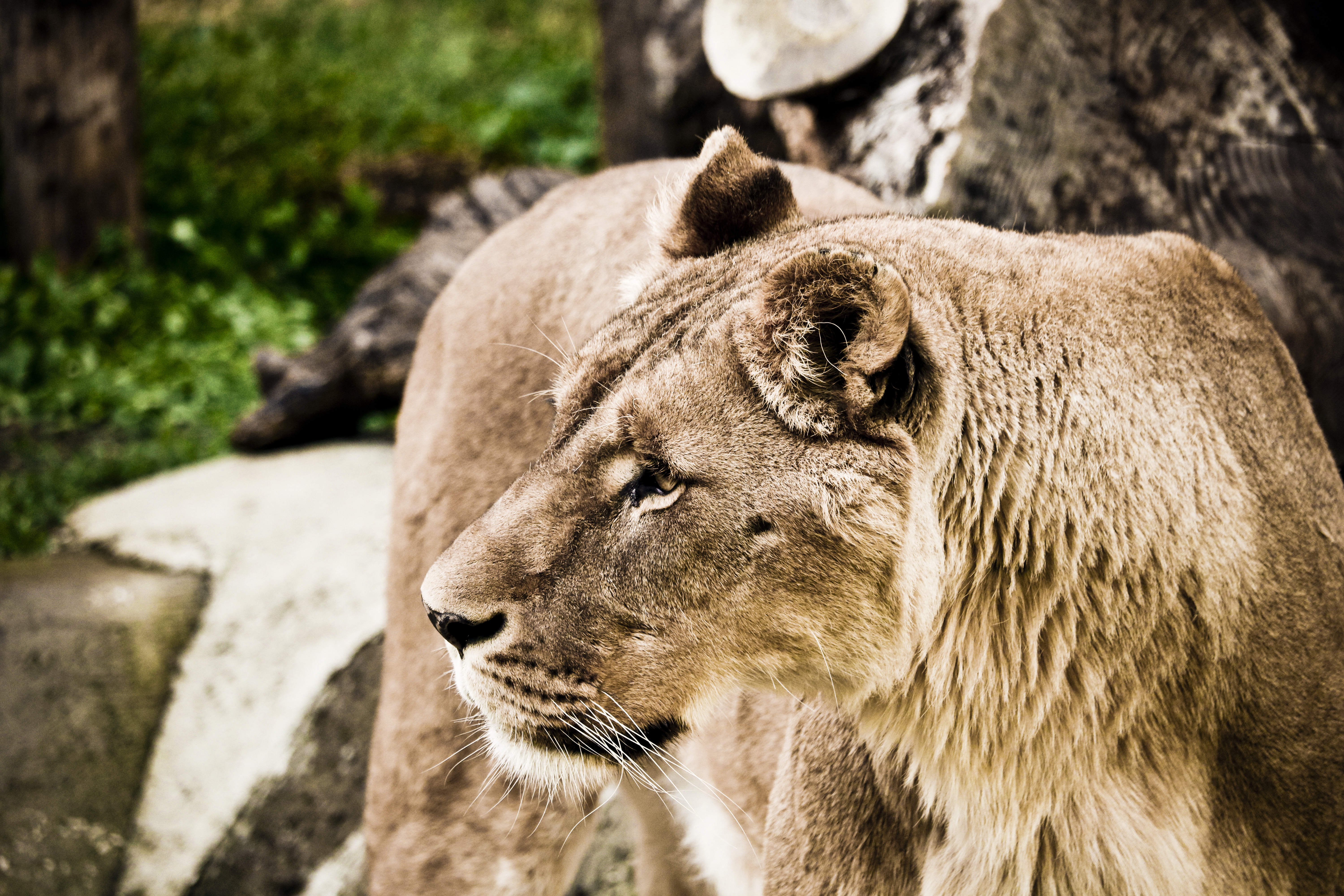 Téléchargez des papiers peints mobile Animaux, Chats, Lion gratuitement.