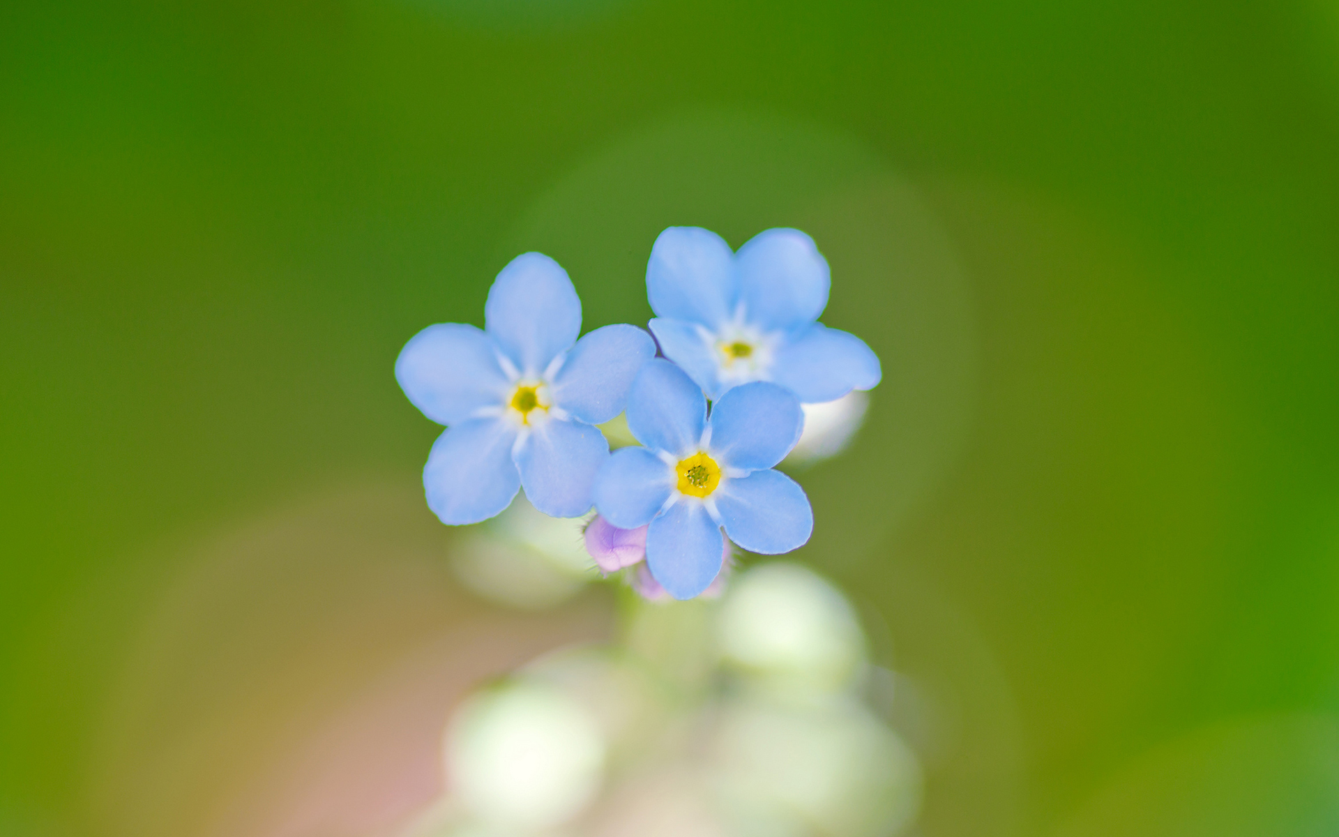 Téléchargez gratuitement l'image Fleurs, Fleur, Terre/nature sur le bureau de votre PC