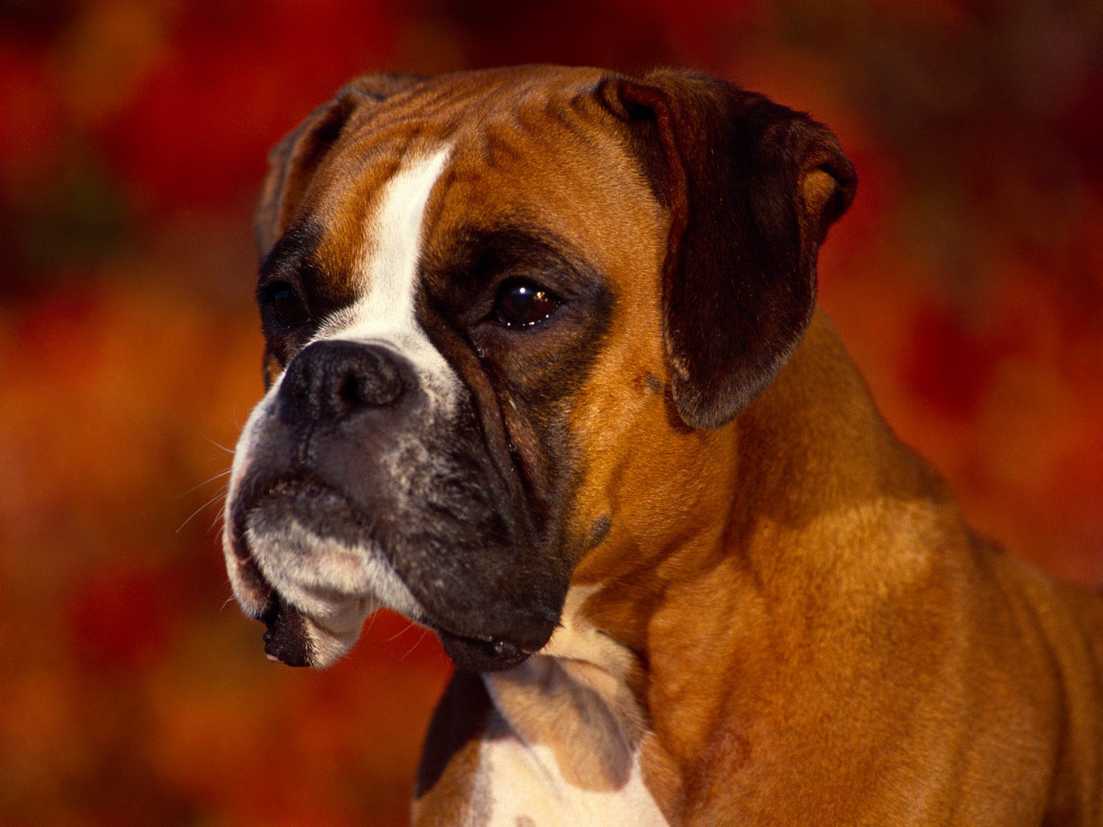 259532 descargar fondo de pantalla animales, boxer, perro, perros: protectores de pantalla e imágenes gratis