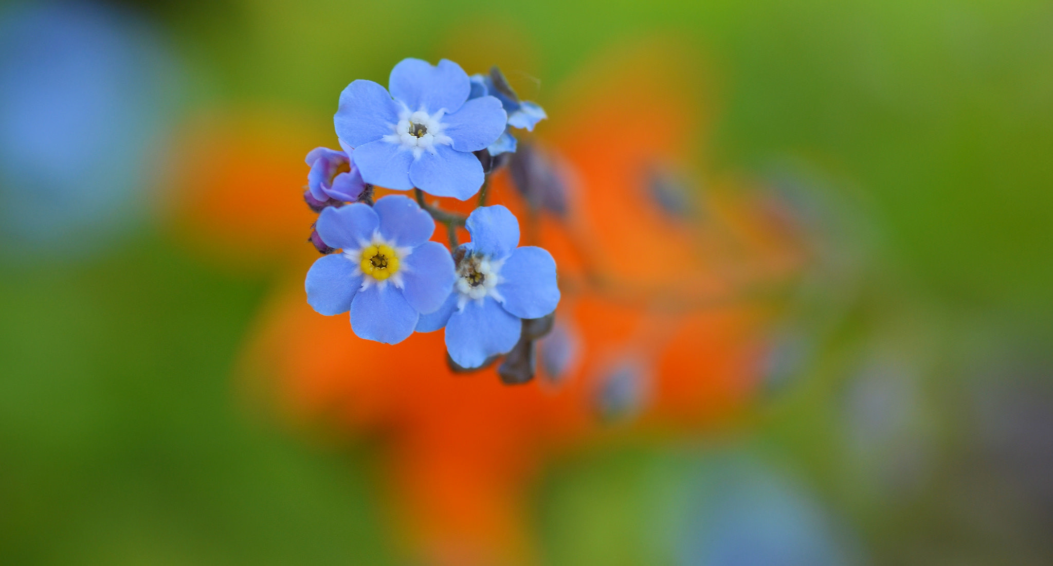 Download mobile wallpaper Nature, Flowers, Flower, Macro, Blur, Earth, Forget Me Not, Blue Flower for free.