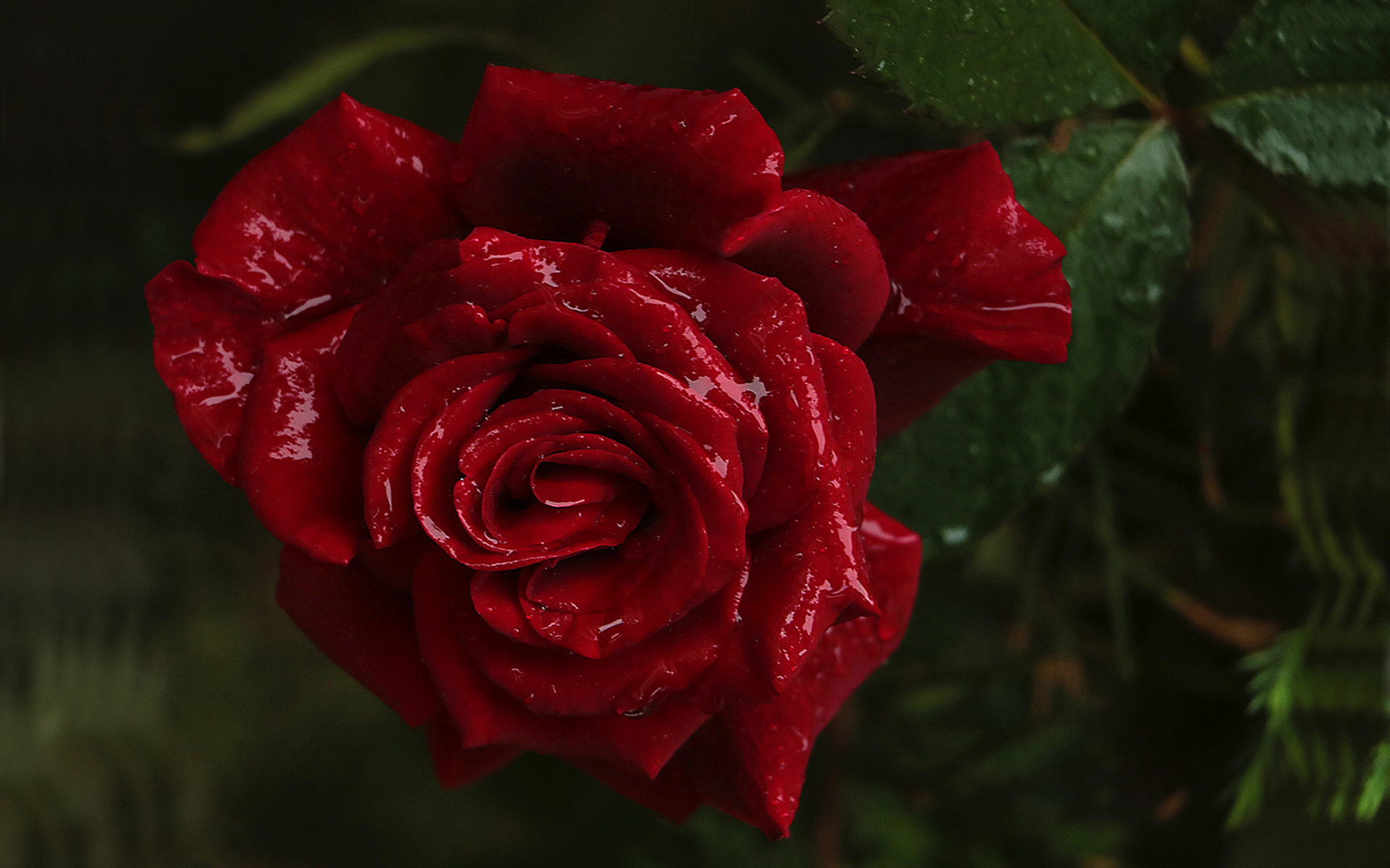 Téléchargez gratuitement l'image Fleurs, Rose, Fleur, Terre/nature, Goutte D'eau sur le bureau de votre PC