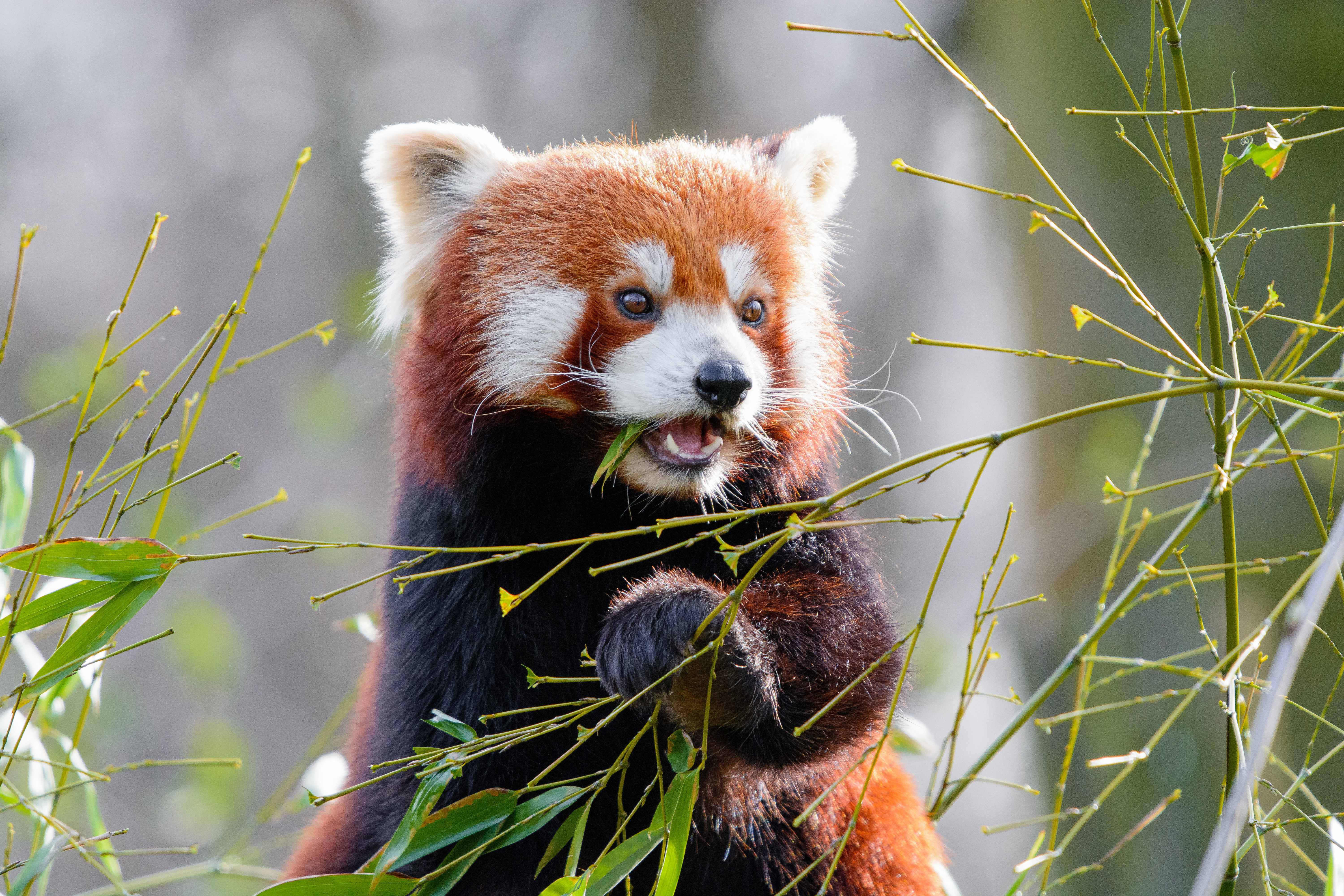 143647 скачать картинку красная панда, животные, листья, животное, милый, бамбук - обои и заставки бесплатно