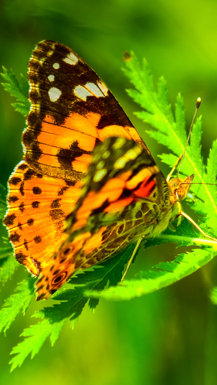 Download mobile wallpaper Plant, Butterfly, Animal for free.