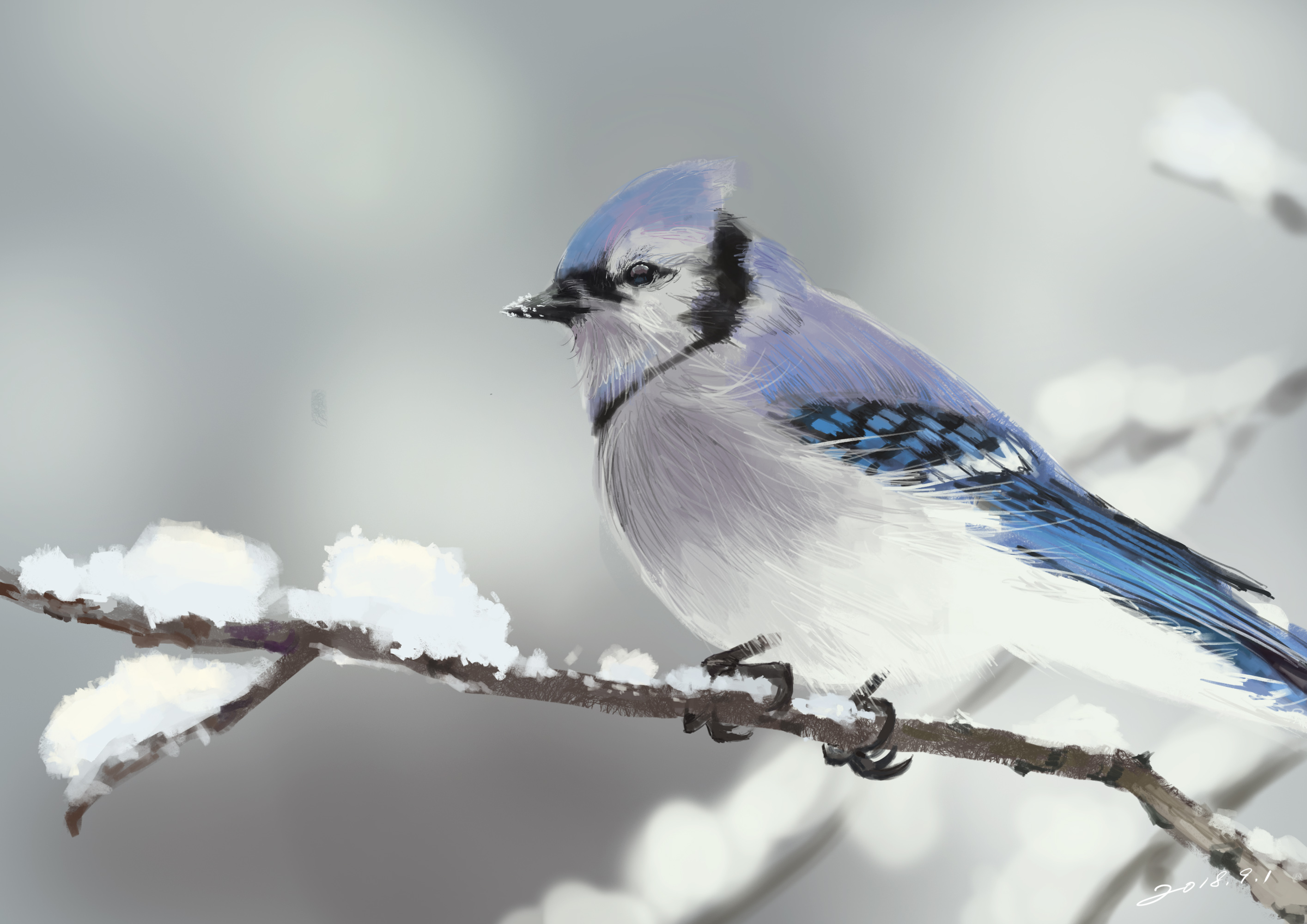 Baixe gratuitamente a imagem Animais, Aves, Pássaro, Gaio Azul na área de trabalho do seu PC