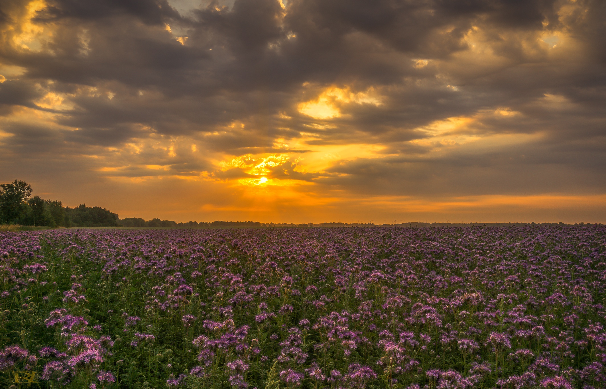 Handy-Wallpaper Natur, Blume, Feld, Wolke, Himmel, Lila Blume, Erde/natur kostenlos herunterladen.