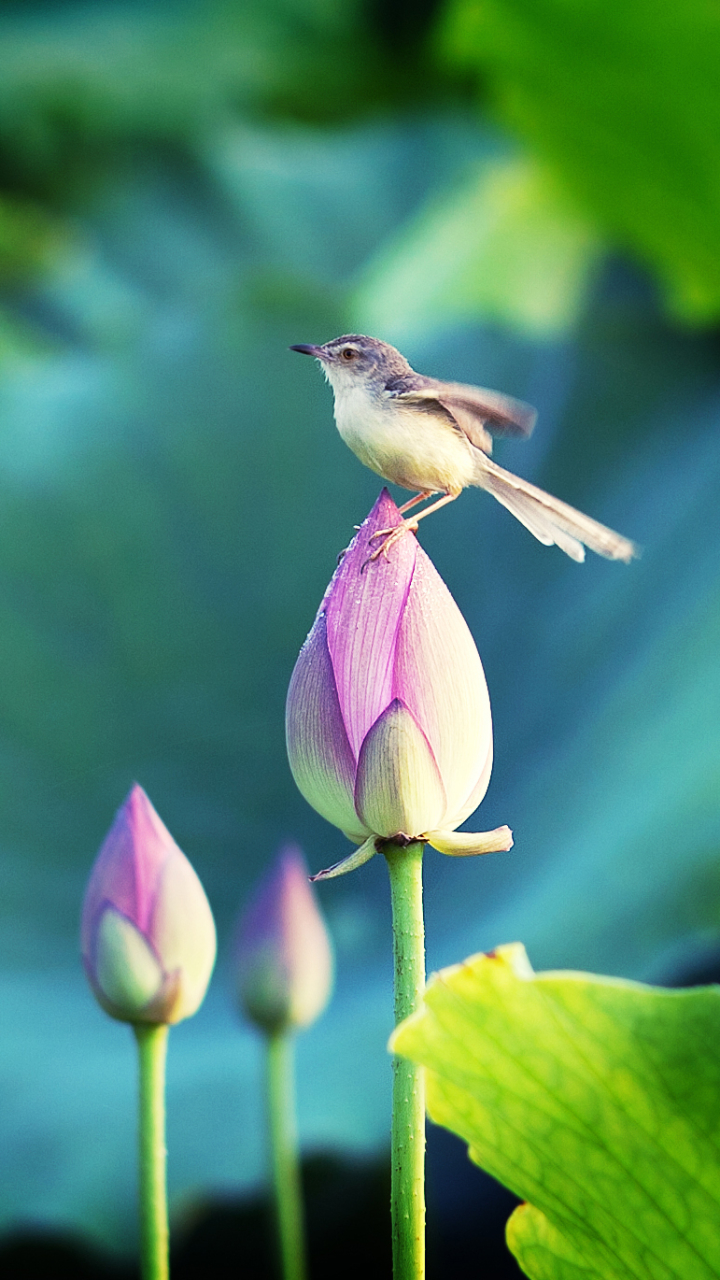 Download mobile wallpaper Birds, Water, Flower, Bird, Animal for free.