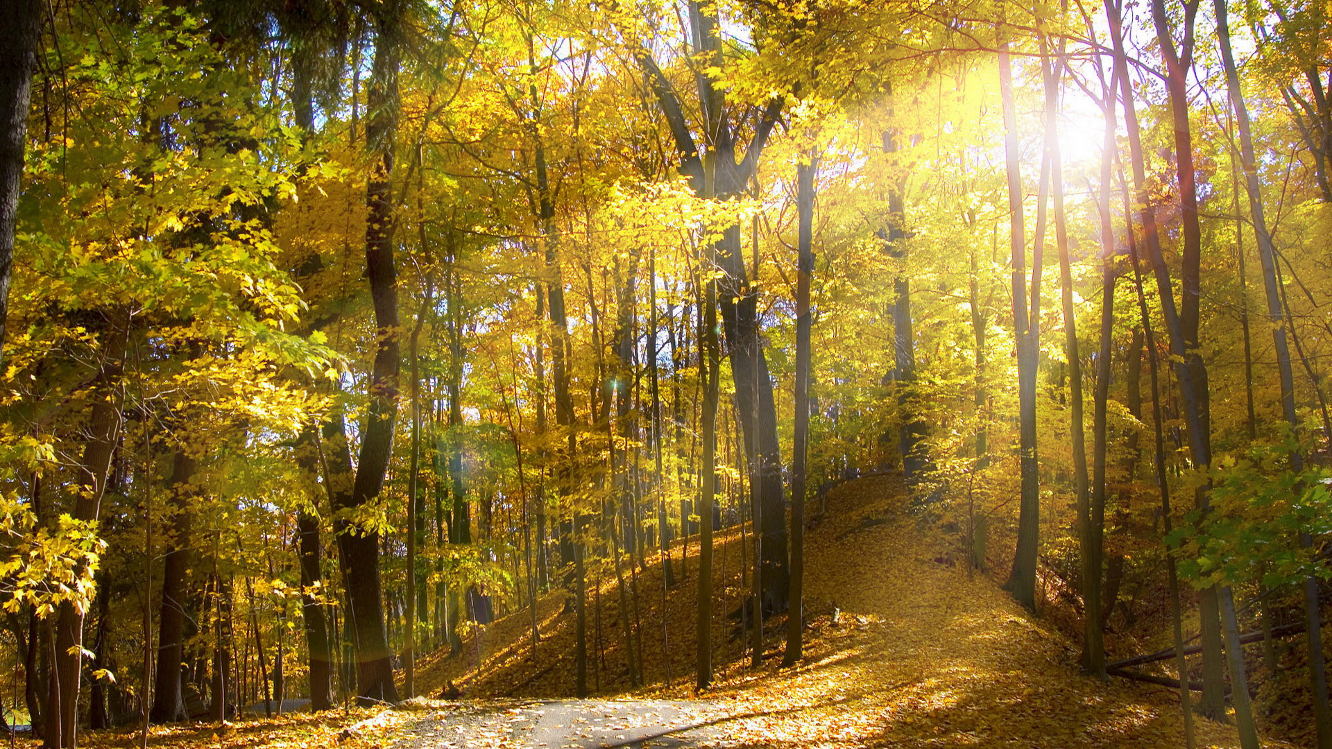 Laden Sie das Herbst, Wald, Baum, Pfad, Erde/natur-Bild kostenlos auf Ihren PC-Desktop herunter