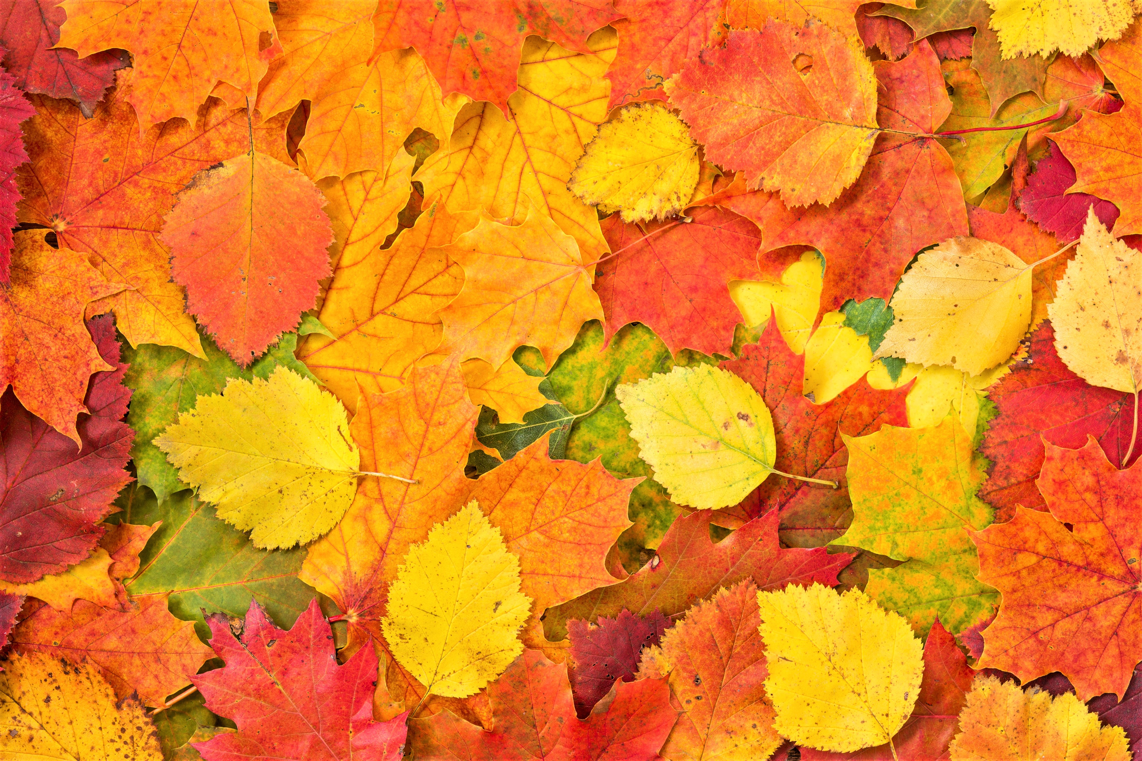 Download mobile wallpaper Leaf, Fall, Earth, Colorful for free.