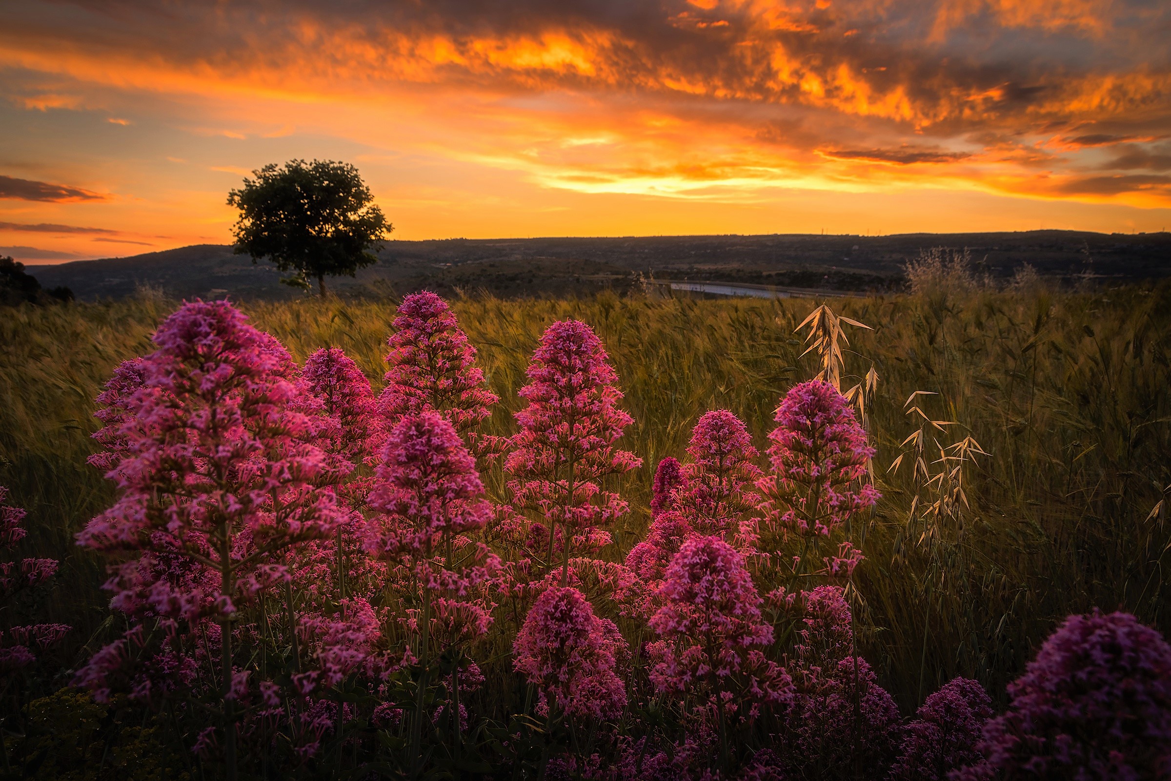 Free download wallpaper Sunset, Grass, Flower, Tree, Earth, Meadow, Purple Flower on your PC desktop