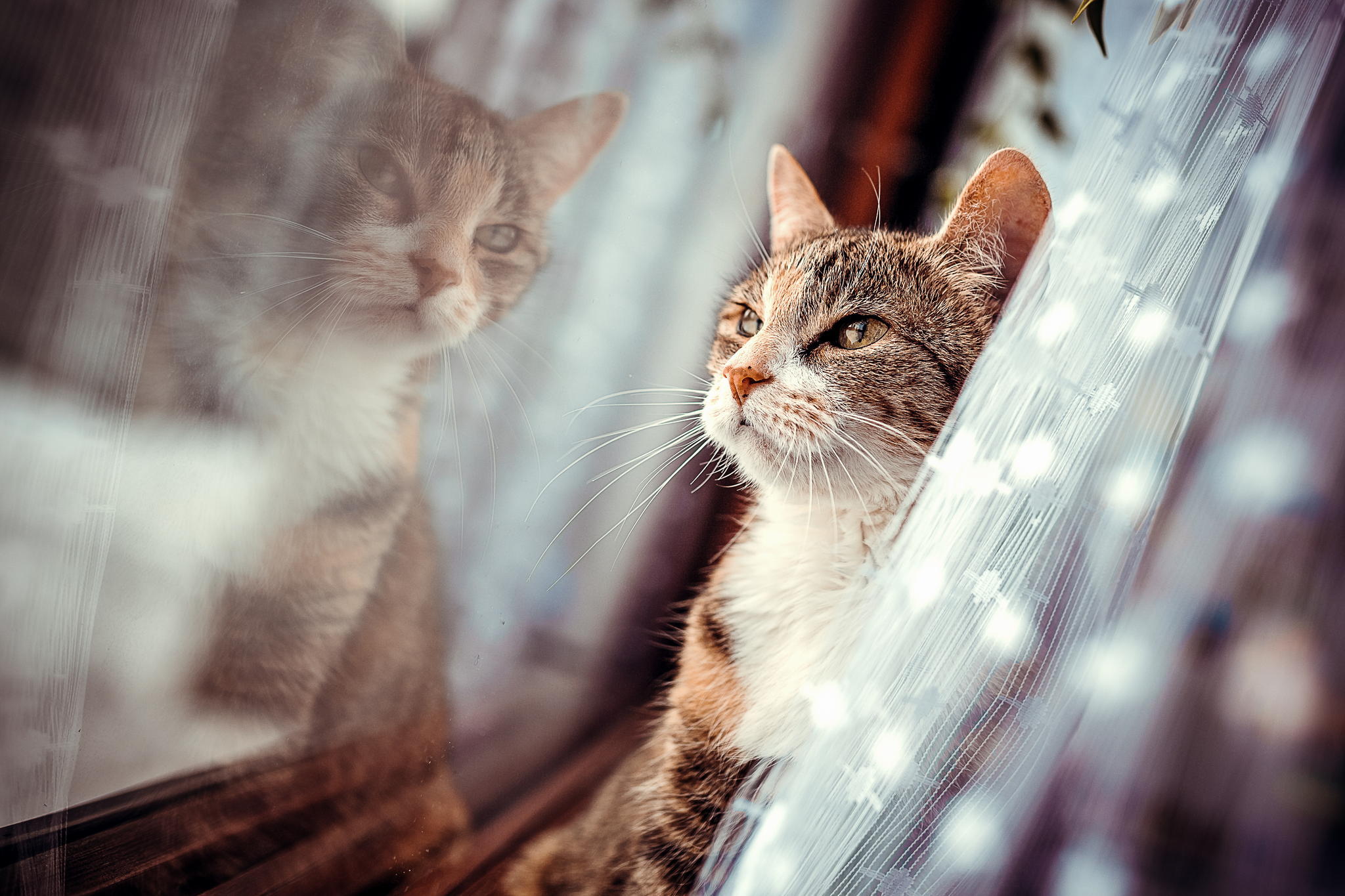 Download mobile wallpaper Cats, Reflection, Cat, Window, Animal for free.