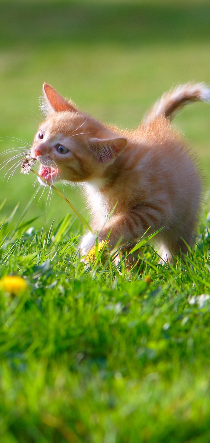 Download mobile wallpaper Cats, Grass, Summer, Cat, Kitten, Animal, Baby Animal for free.