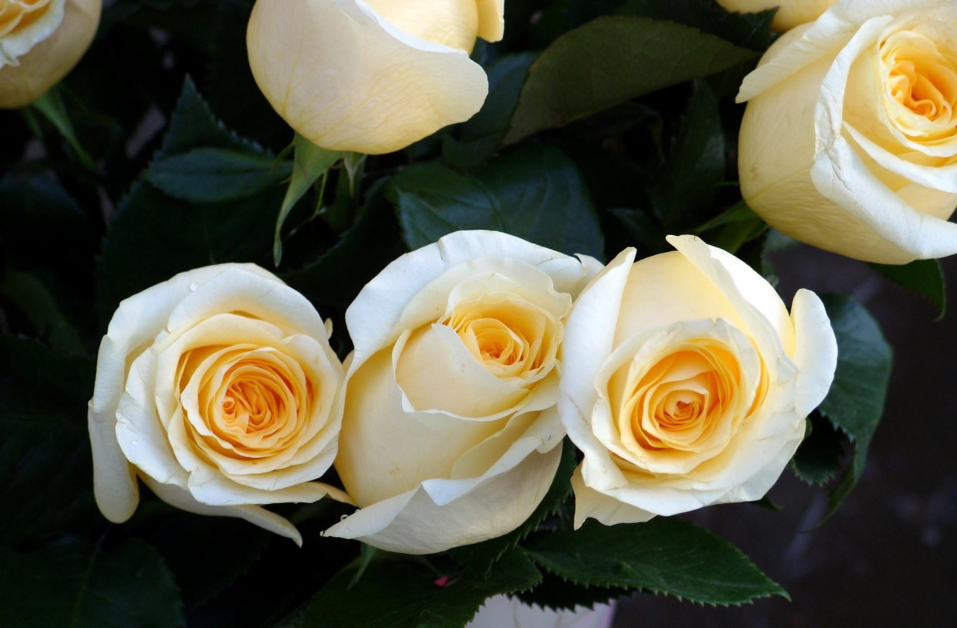 Téléchargez des papiers peints mobile Fleurs, Fermer, Bourgeons, Gros Plan, Bouquet, Roses gratuitement.