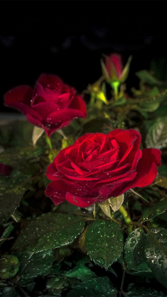 Download mobile wallpaper Nature, Flowers, Flower, Rose, Earth, Red Rose, Red Flower, Water Drop for free.