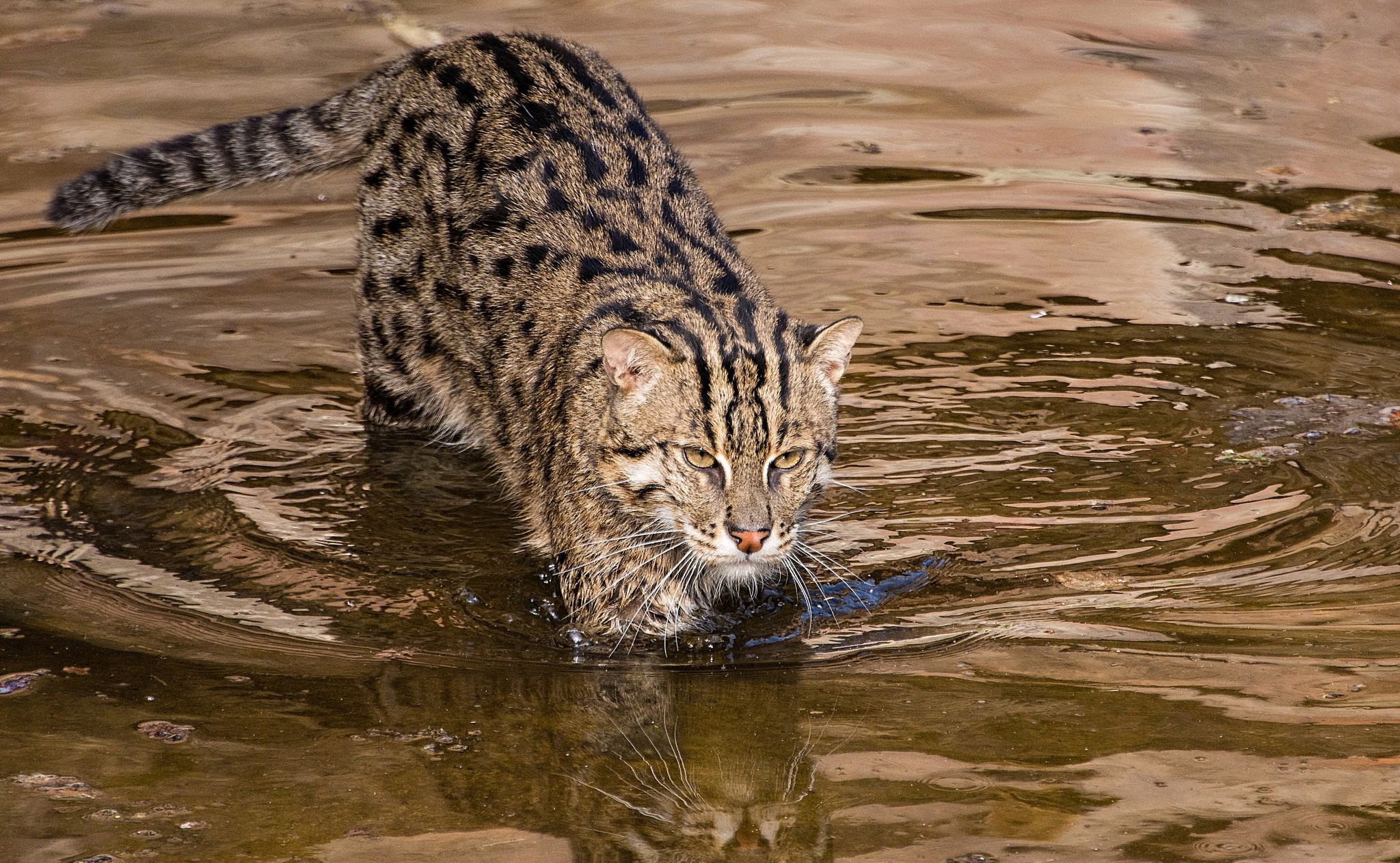 356607 descargar imagen gato pescador, animales, gatos: fondos de pantalla y protectores de pantalla gratis