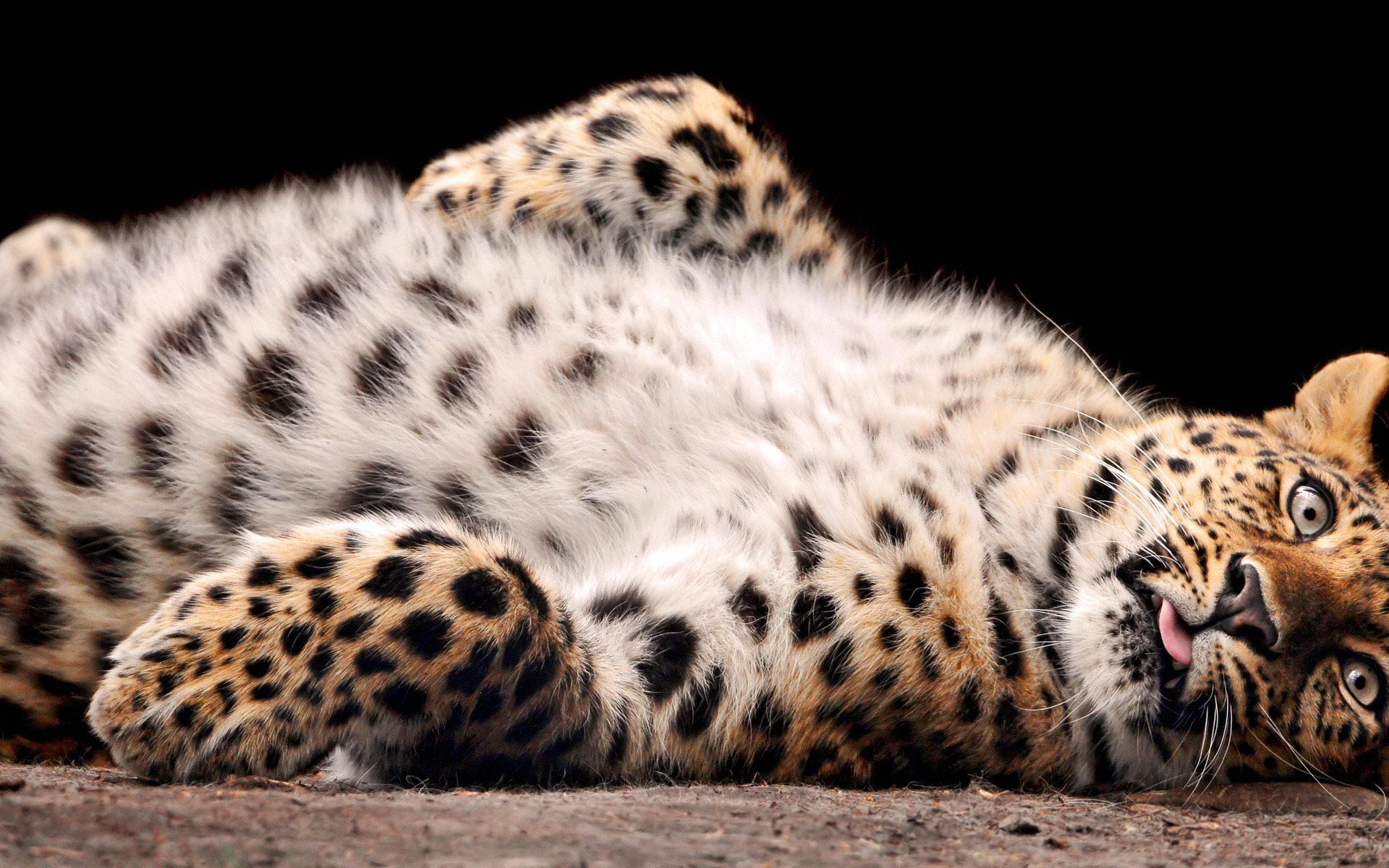 12452 descargar fondo de pantalla animales, leopardos, naranja: protectores de pantalla e imágenes gratis
