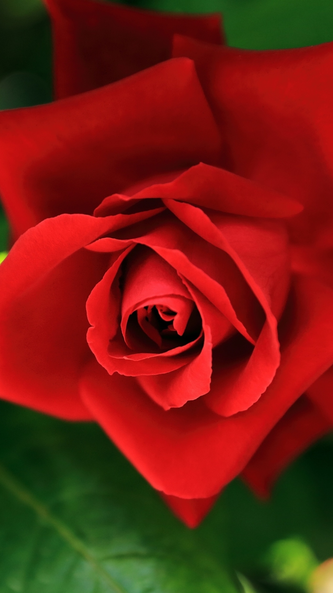 Download mobile wallpaper Nature, Flowers, Flower, Rose, Bud, Earth, Red Rose, Red Flower for free.