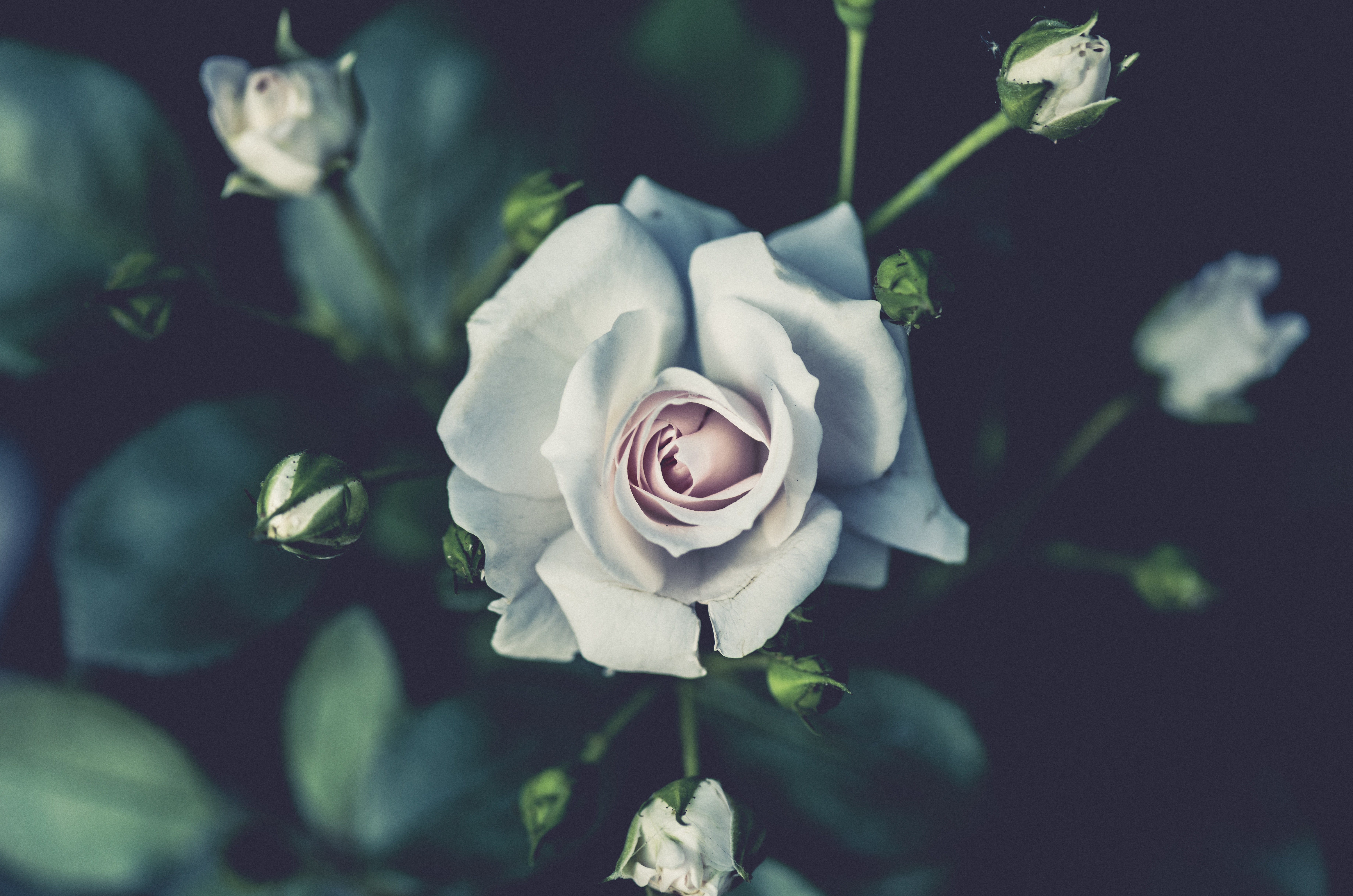 rose, flowers, white, flower, rose flower, bud Aesthetic wallpaper