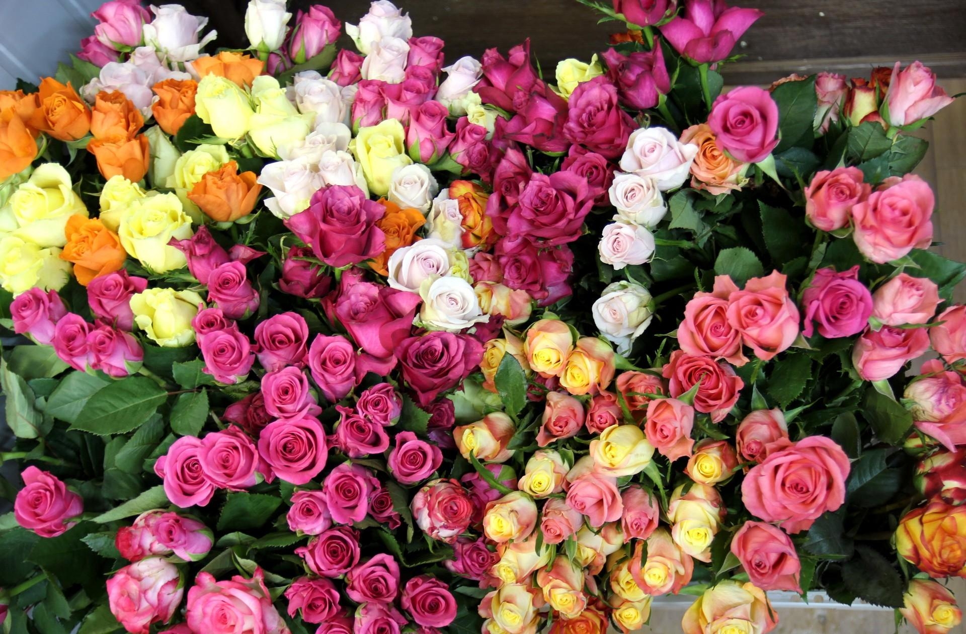 131405 descargar imagen flores, roses, multicolor, lote, mucho: fondos de pantalla y protectores de pantalla gratis