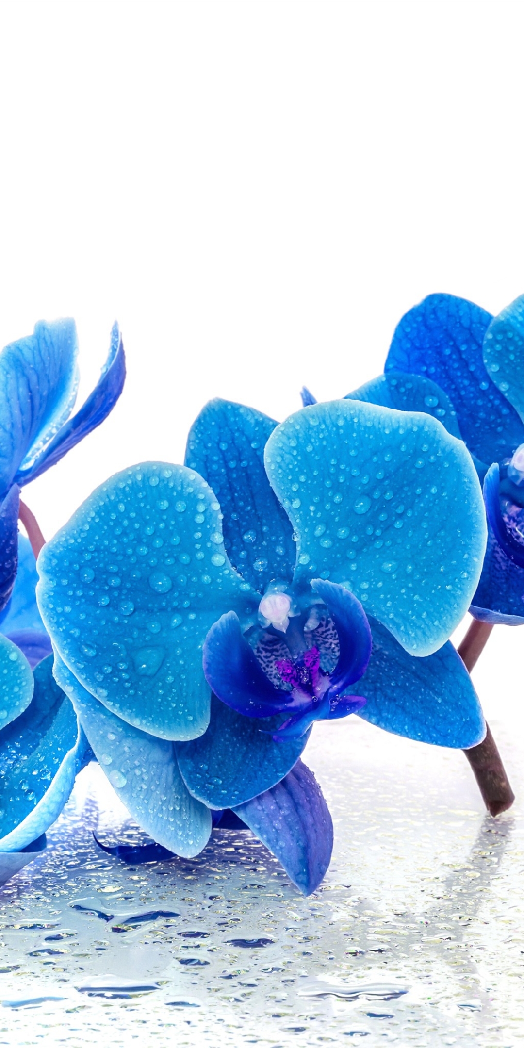 Baixar papel de parede para celular de Flores, Flor, Orquídea, Terra/natureza, Gota De Água, Pingo D'água, Flor Azul gratuito.
