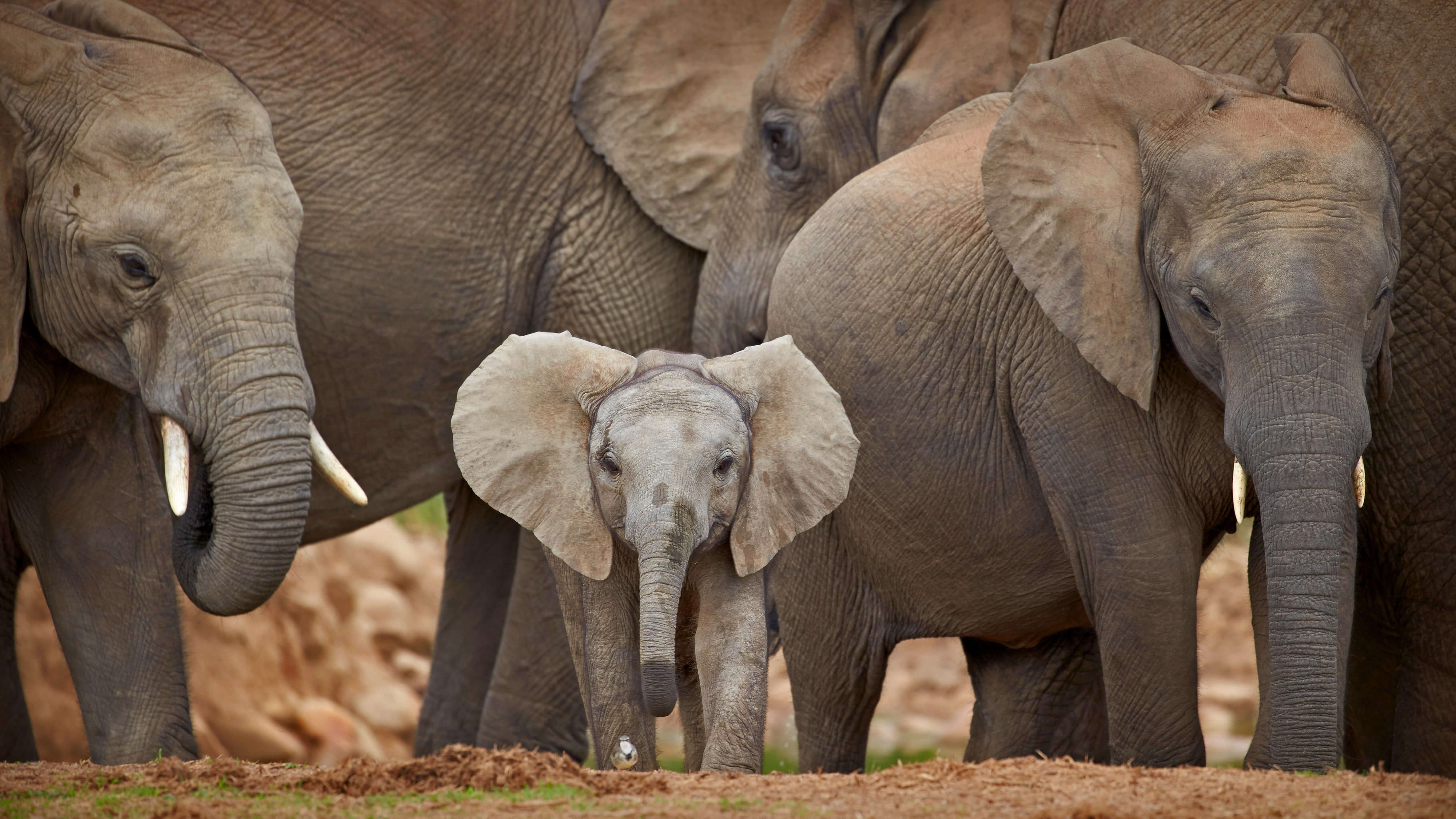 Download mobile wallpaper Elephants, Animal, Baby Animal, African Bush Elephant for free.