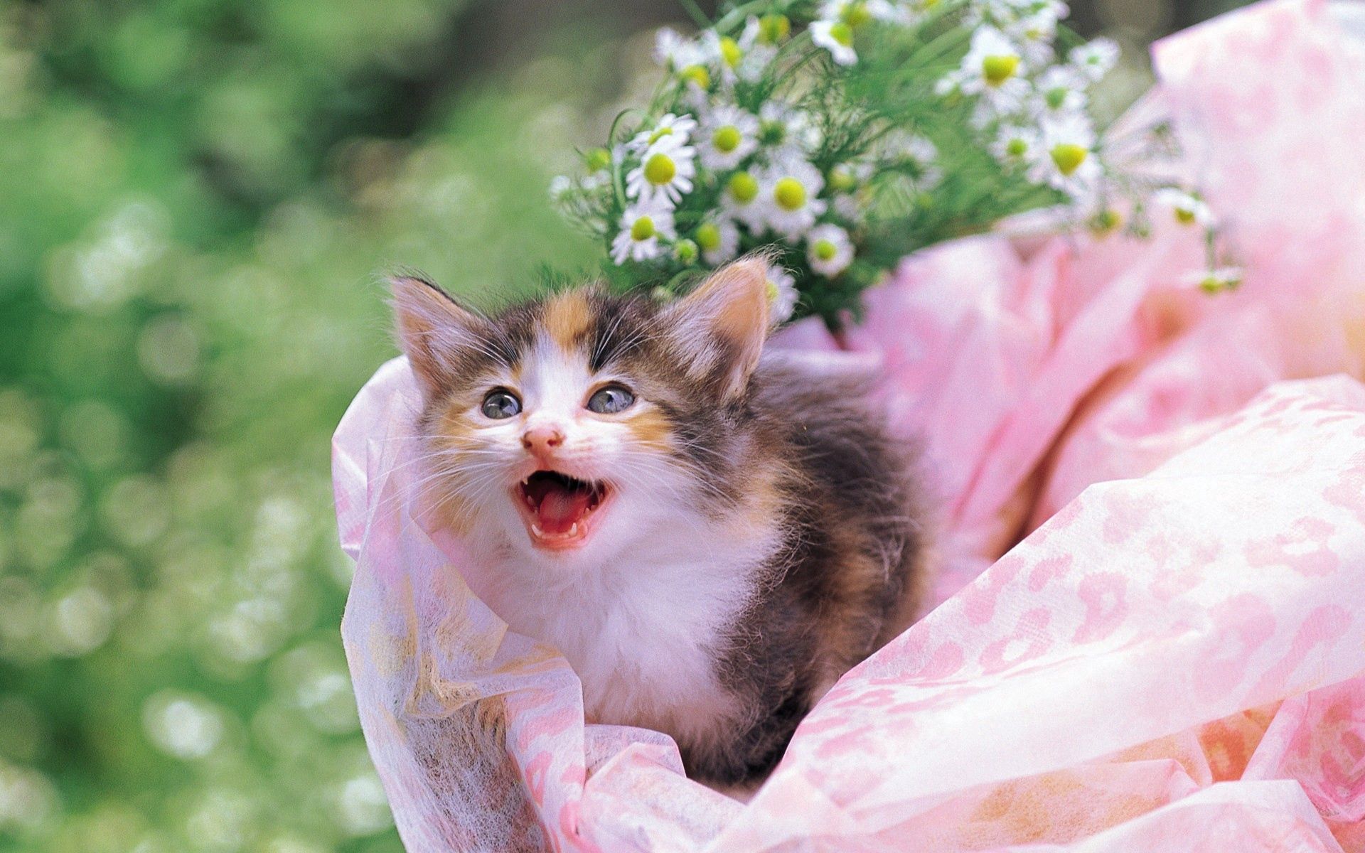 Download mobile wallpaper Spotted, Tot, Spotty, Animals, Kitty, Kid, Flowers, Kitten, Background for free.