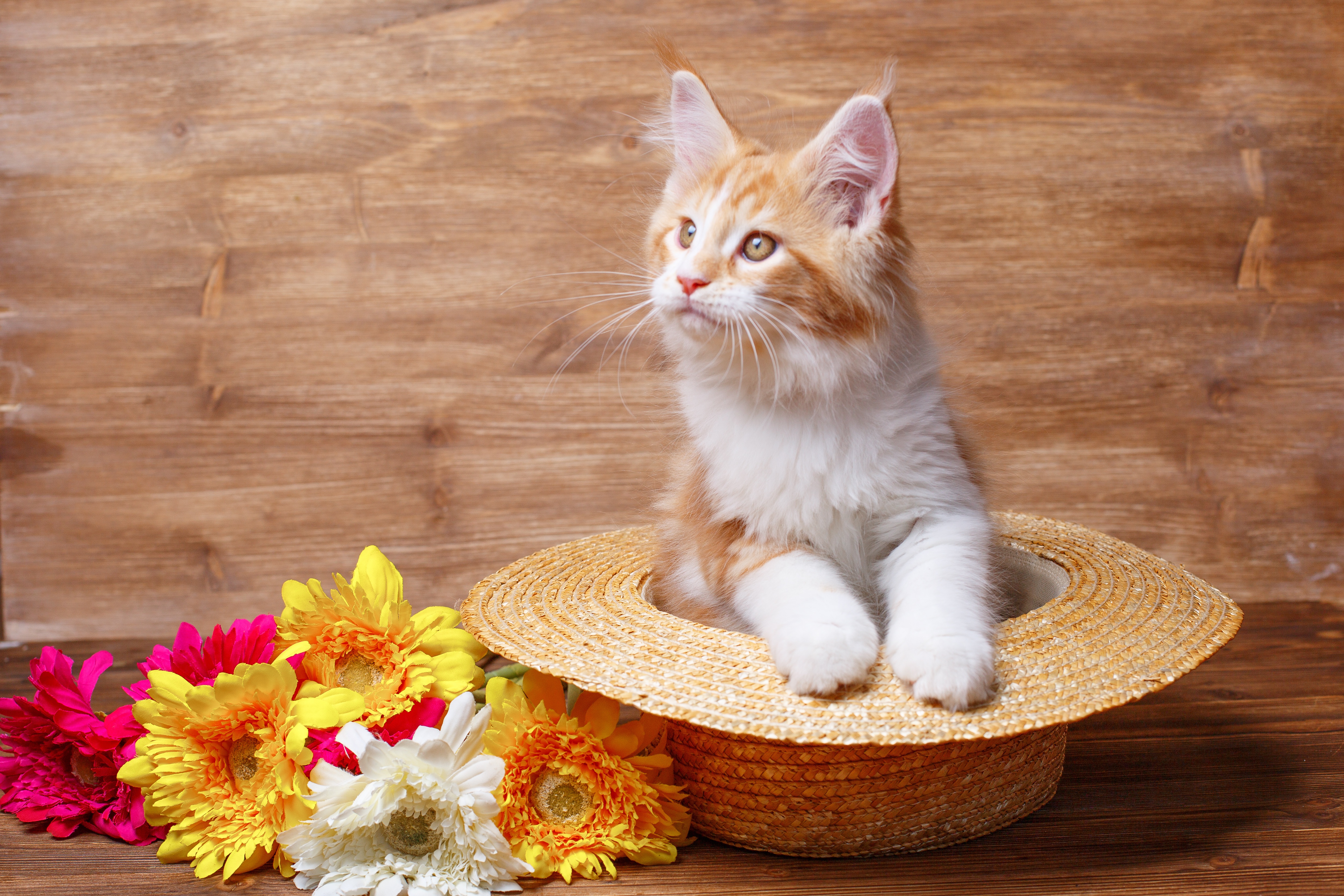 無料モバイル壁紙動物, ネコ, 猫, 帽子, 麦わら帽子をダウンロードします。