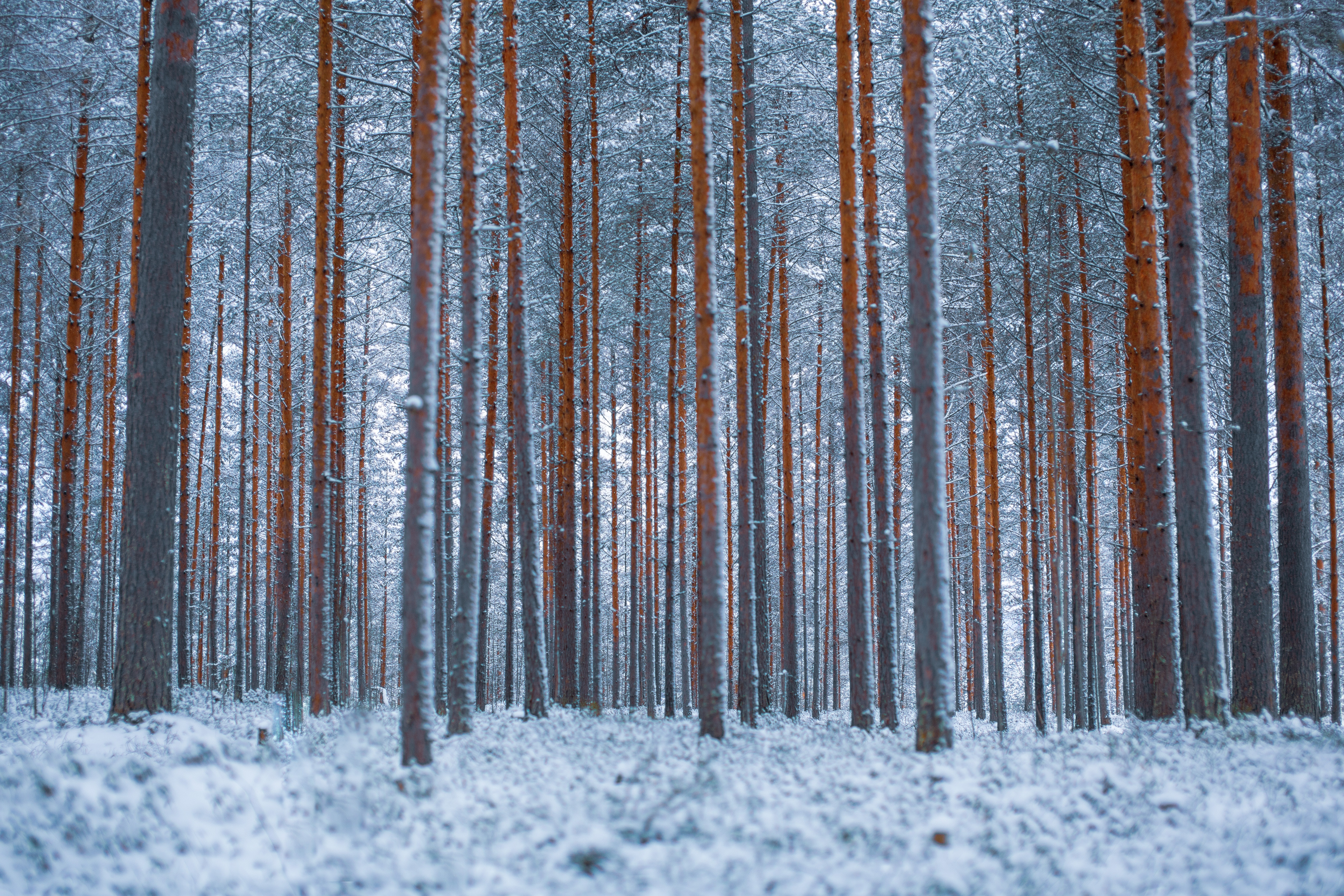 Download mobile wallpaper Trees, Forest, Snow, Winter, Minimalism for free.