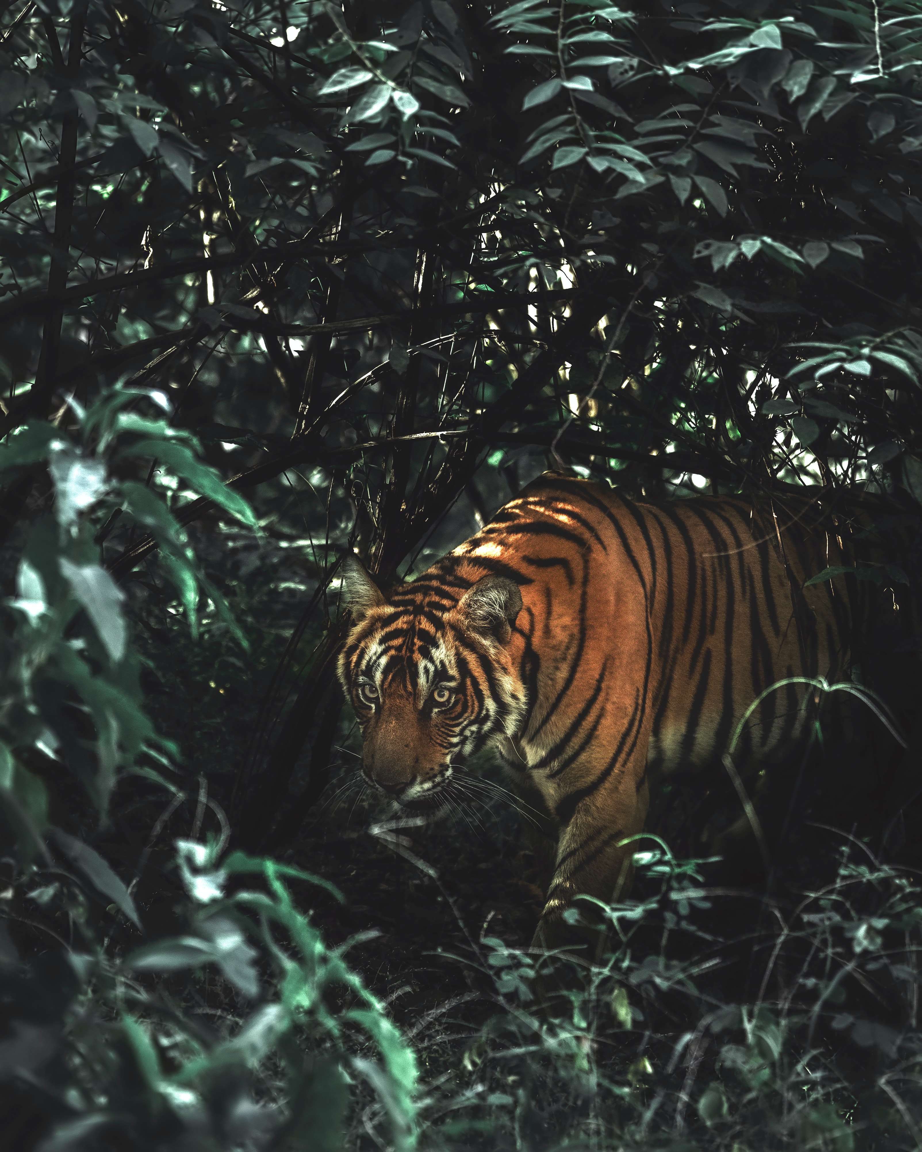 Free download wallpaper Bush, Animals, Big Cat, Wildlife, Animal, Predator, Tiger on your PC desktop