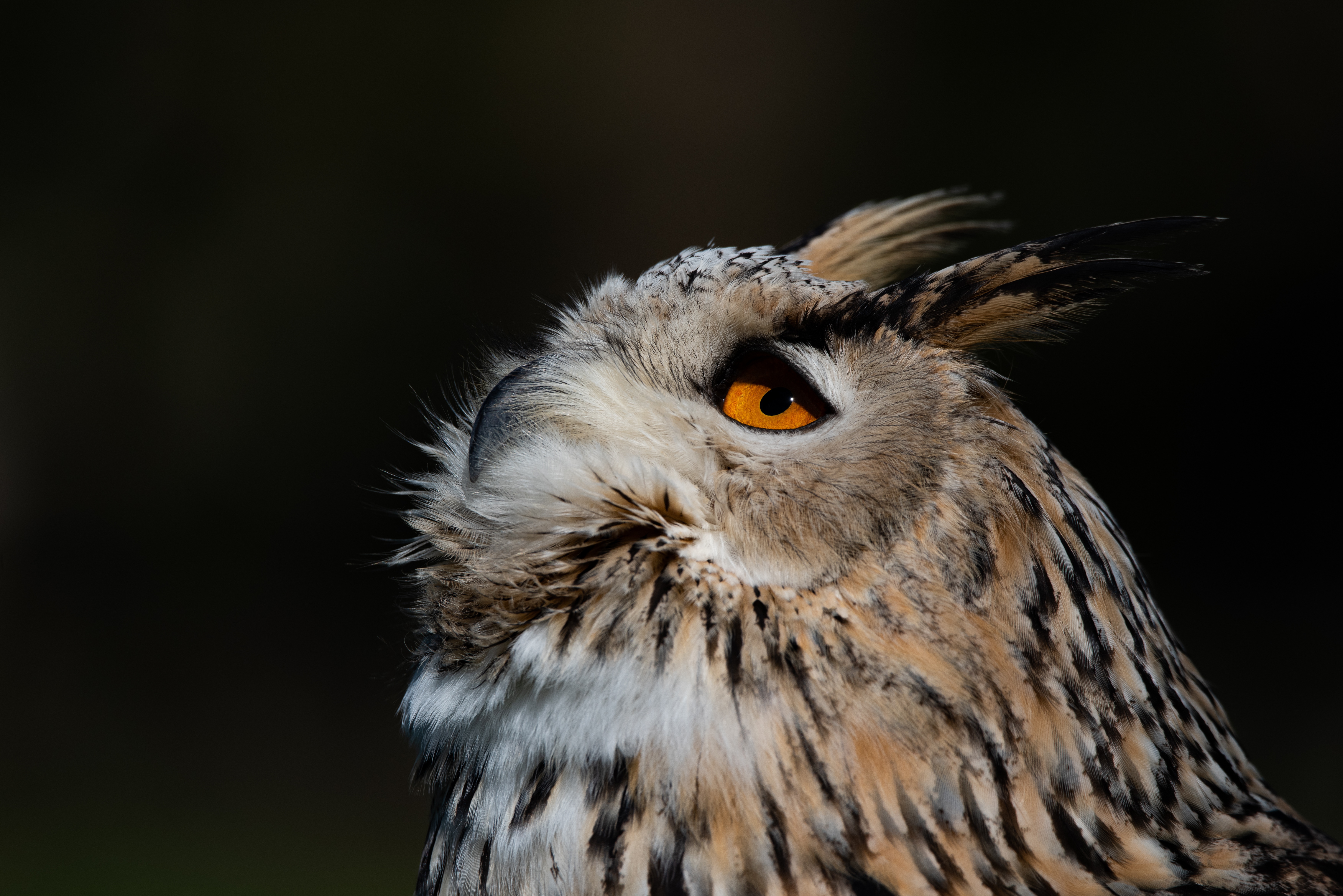 Download mobile wallpaper Birds, Owl, Bird, Animal, Eurasian Eagle Owl for free.