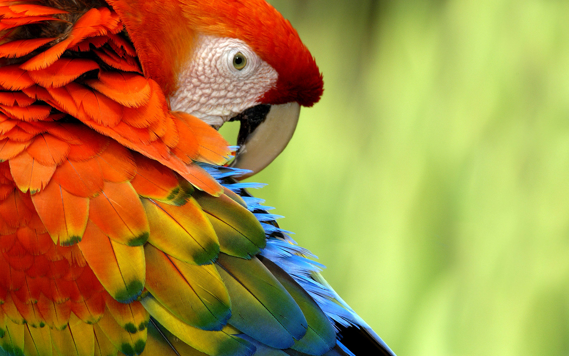 258937 descargar fondo de pantalla animales, ara macao, aves: protectores de pantalla e imágenes gratis