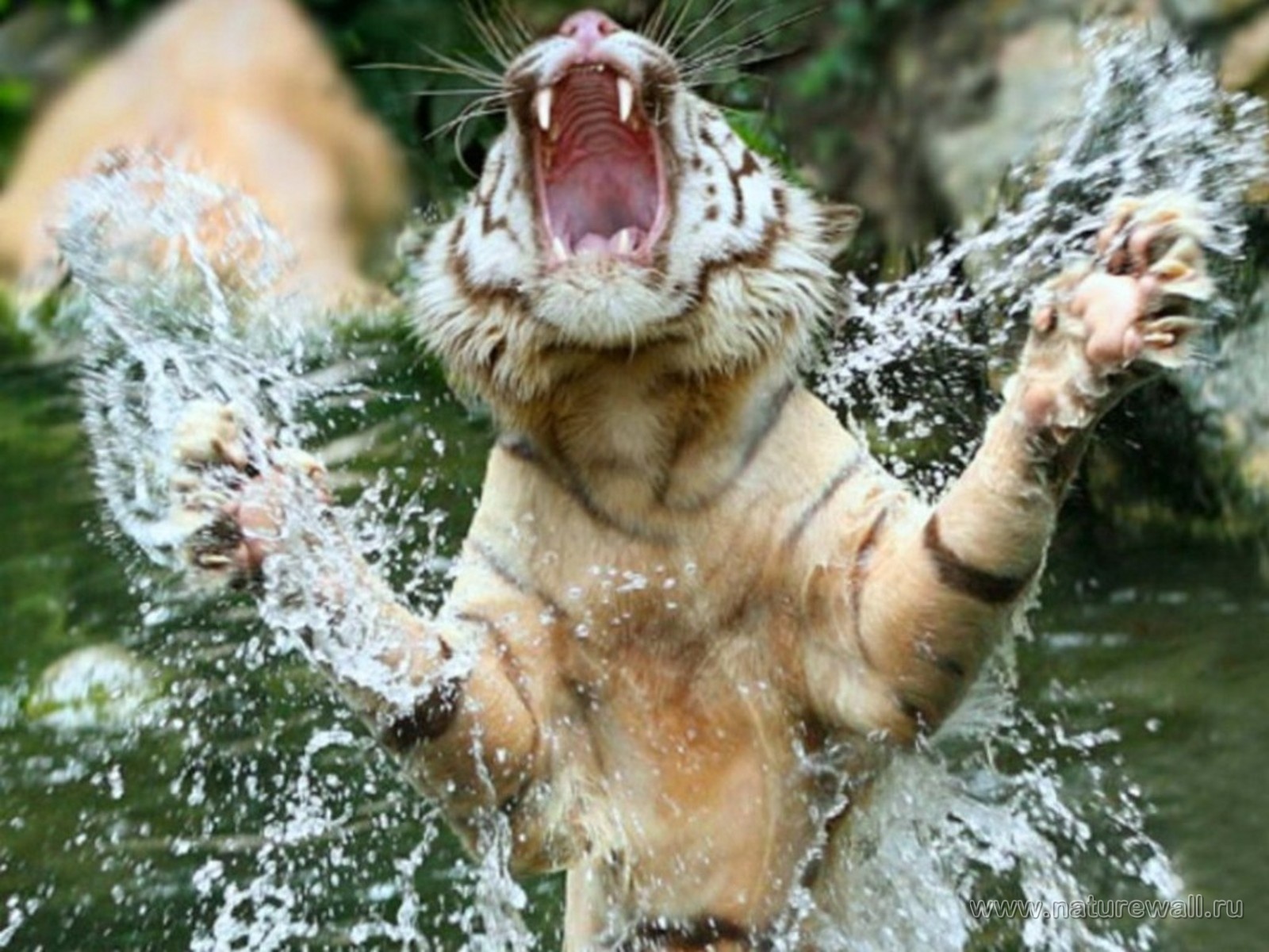 Baixar papel de parede para celular de Animais, Tigre gratuito.