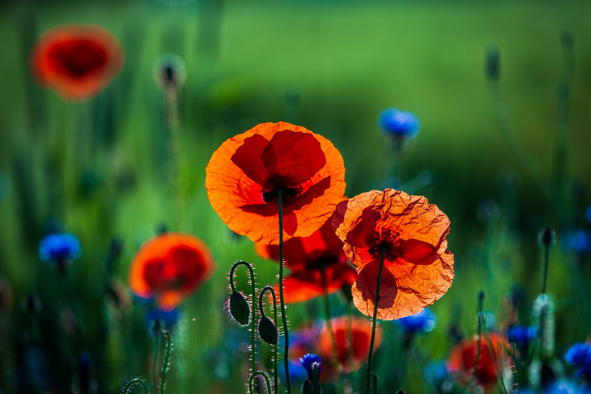 Handy-Wallpaper Natur, Blumen, Mohn, Blume, Rote Blume, Erde/natur kostenlos herunterladen.