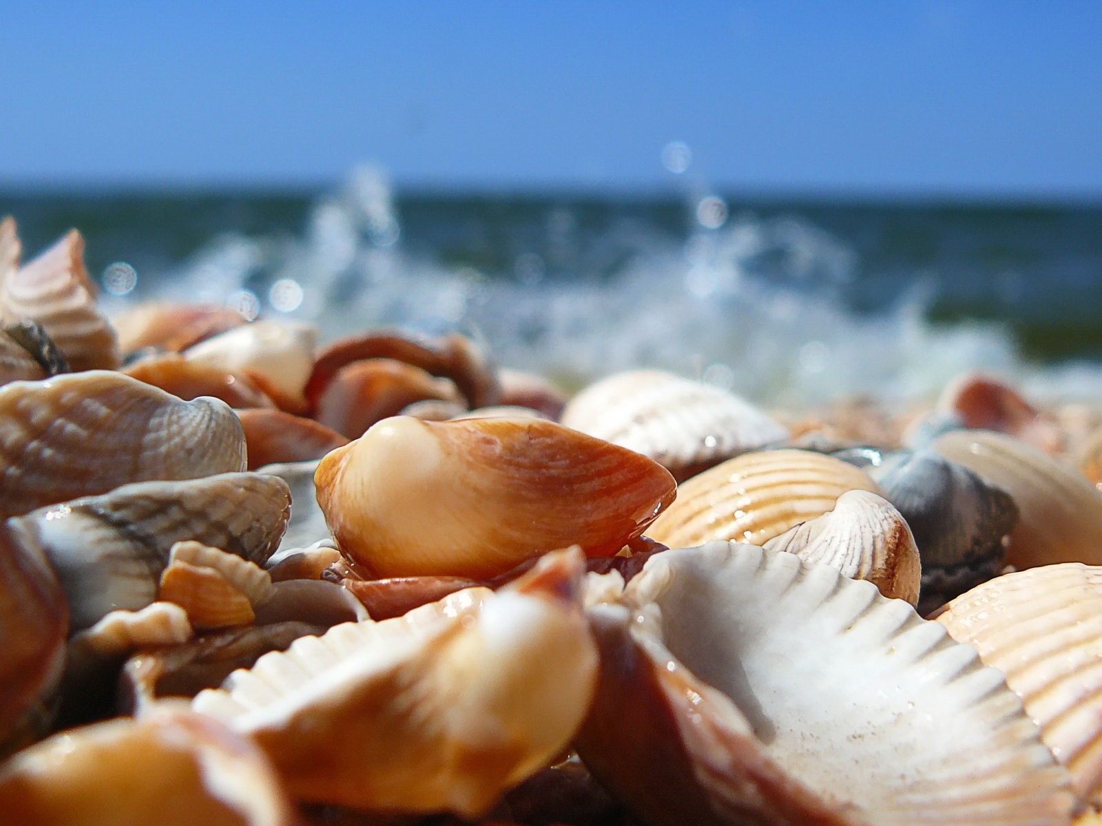 landscape, sea, shells