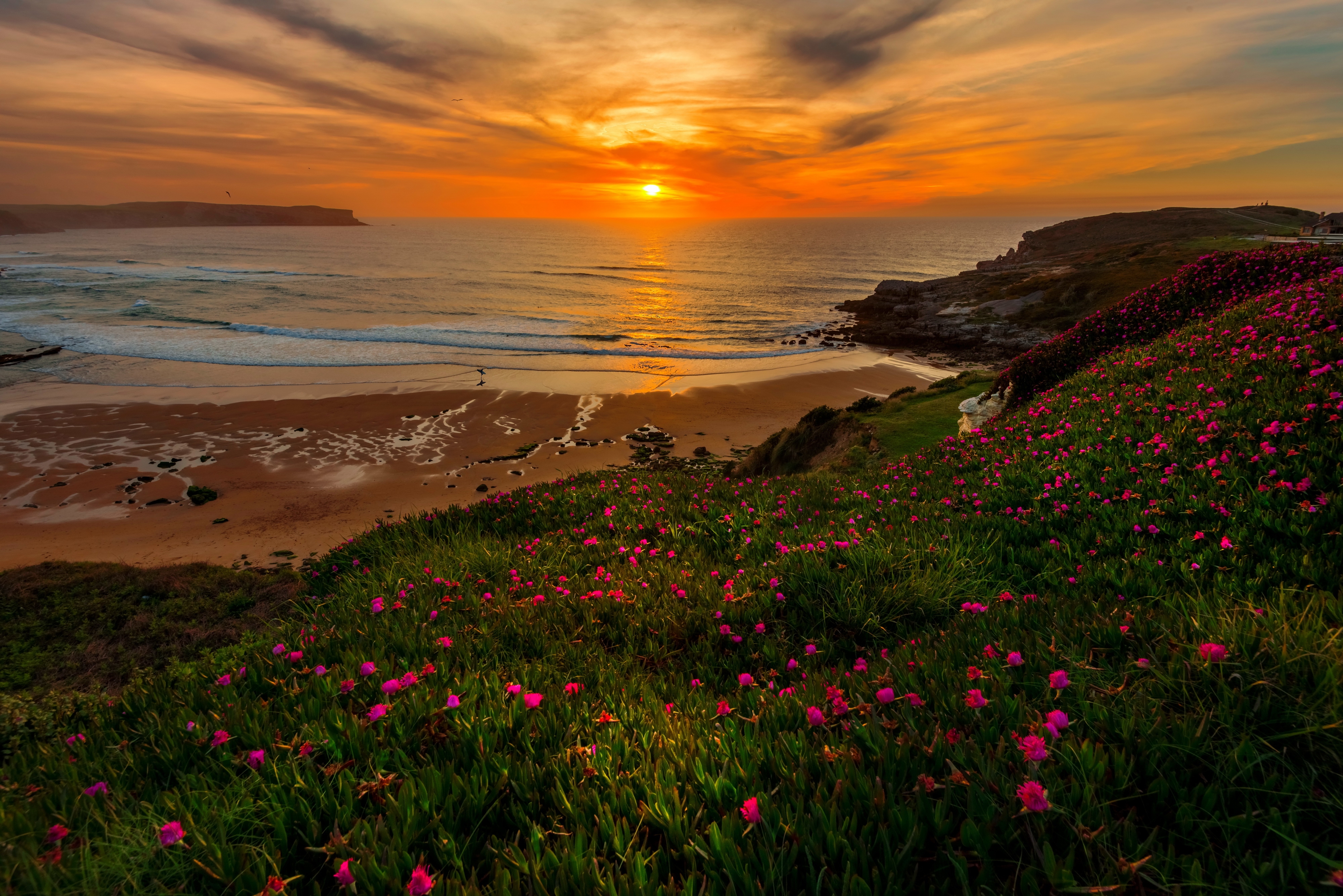 Download mobile wallpaper Sunset, Sea, Sun, Horizon, Flower, Ocean, Earth, Coastline for free.